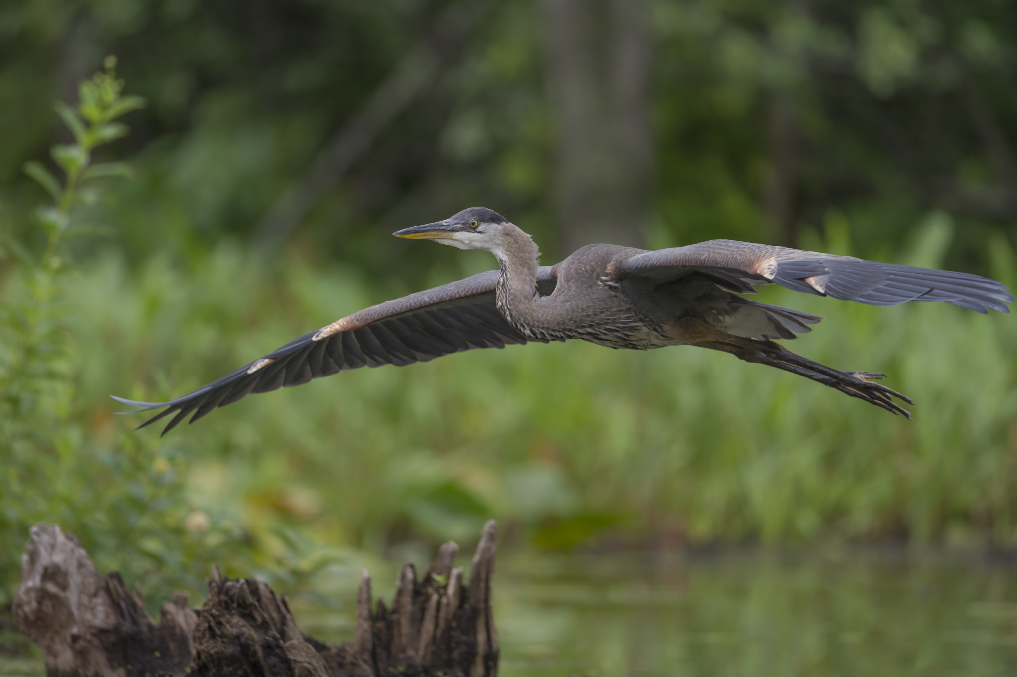 Nikon D3S + Nikon AF-S Nikkor 600mm F4G ED VR sample photo. Gliding gbh photography