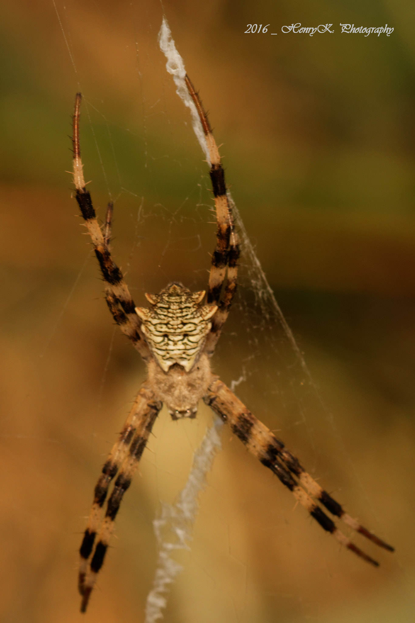 Canon 105mm sample photo. Hanging on for dear life photography
