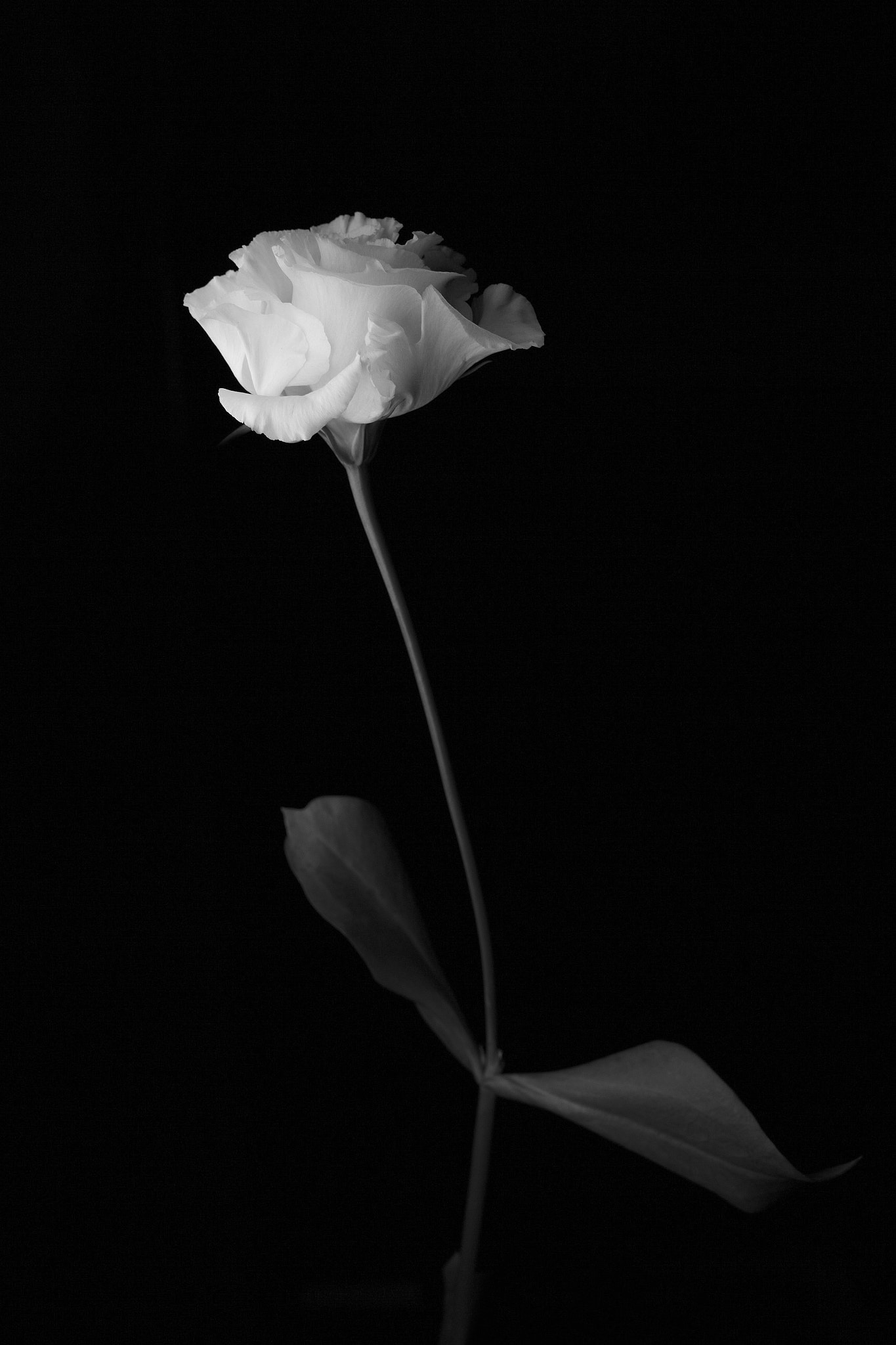 Canon EF 50mm F2.5 Macro sample photo. Why didn't you murder her at that day? photography
