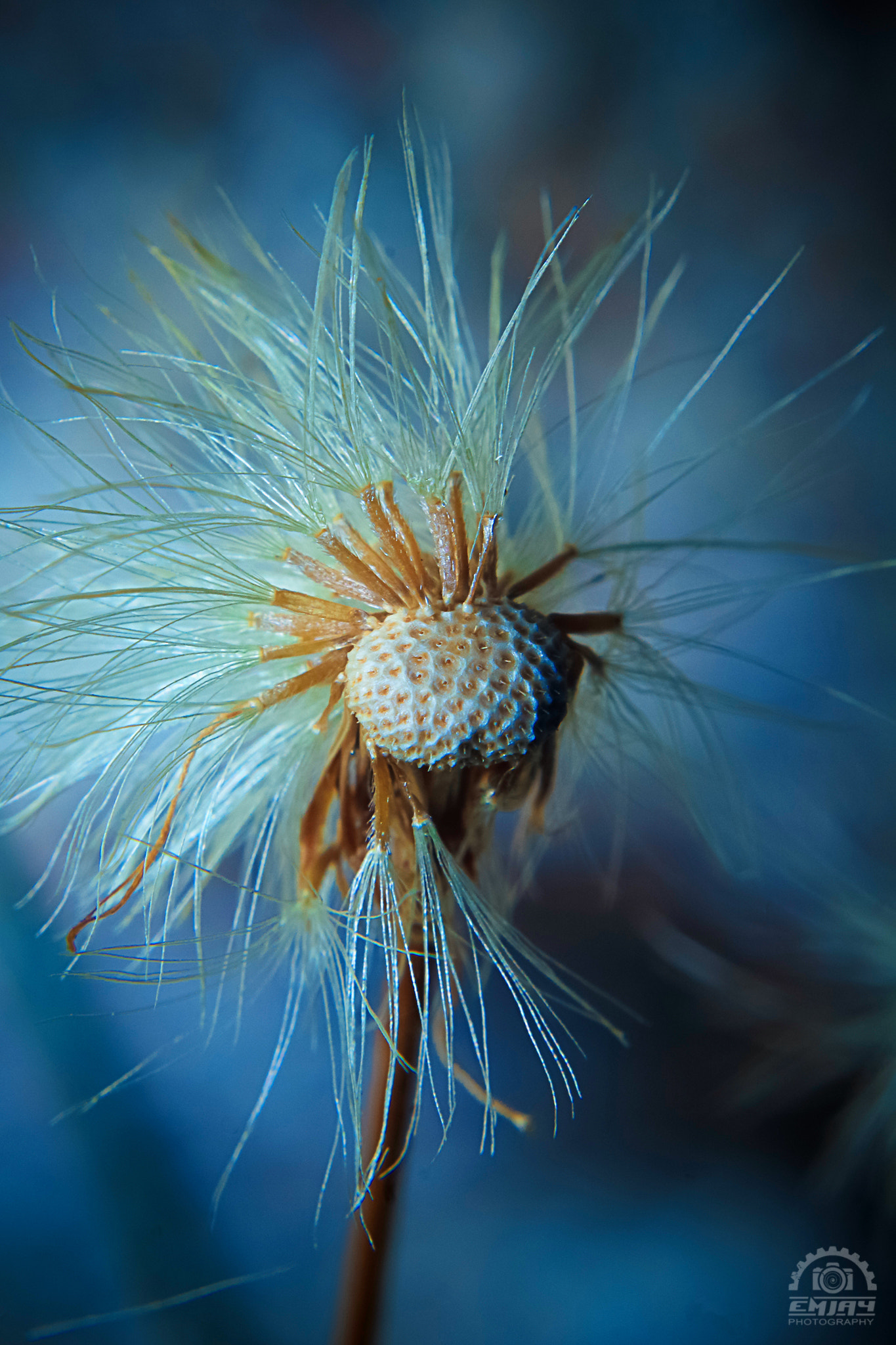 Canon EF 28-80mm f/3.5-5.6 sample photo. Dandelion photography