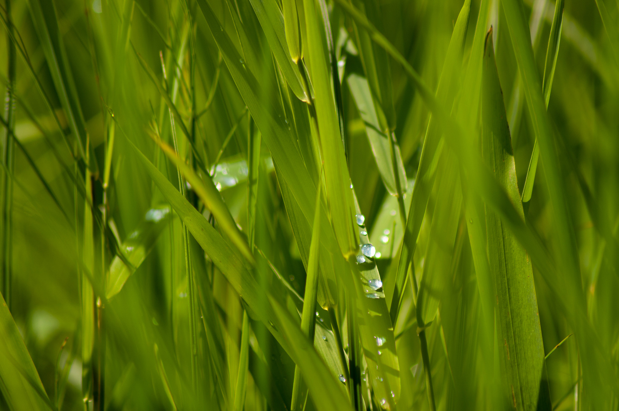Tamron AF 70-300mm F4-5.6 Di LD Macro sample photo. Morning dew 2 photography