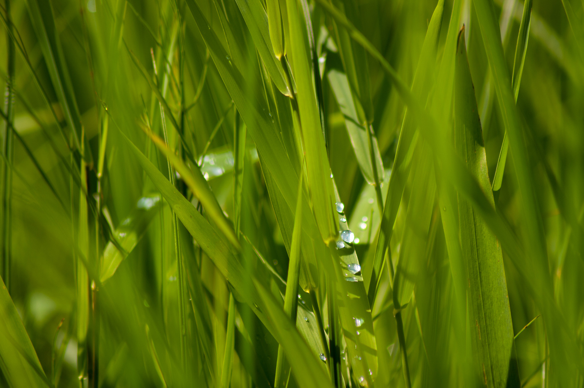 Pentax K20D + Tamron AF 70-300mm F4-5.6 Di LD Macro sample photo. Morning dew 2 photography