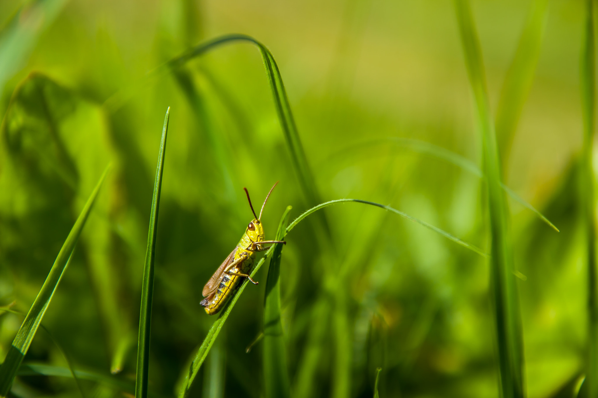 Pentax K20D sample photo. Grasshopper photography
