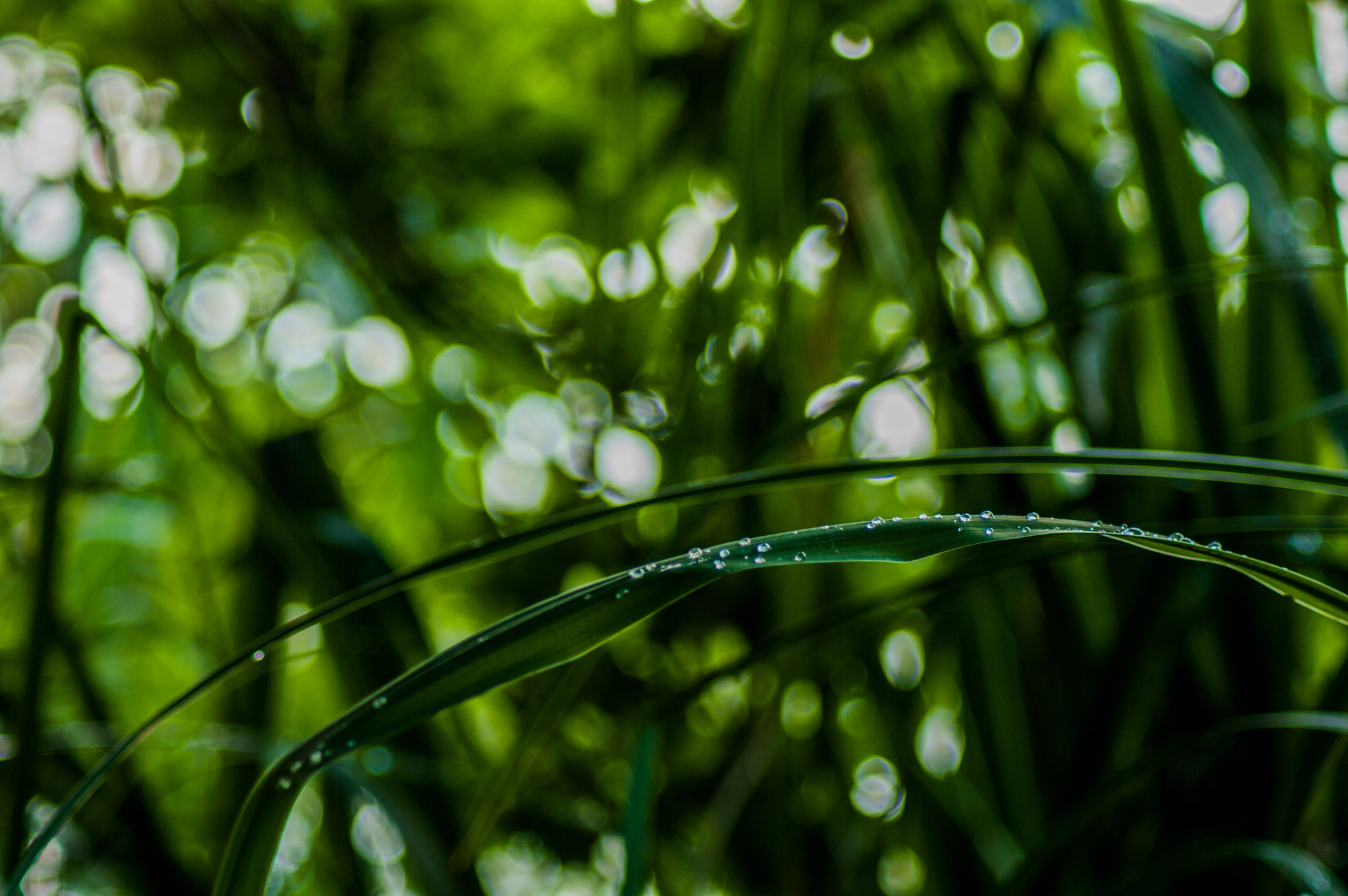 Pentax K20D + Tamron AF 70-300mm F4-5.6 Di LD Macro sample photo. Morning dew 1 photography