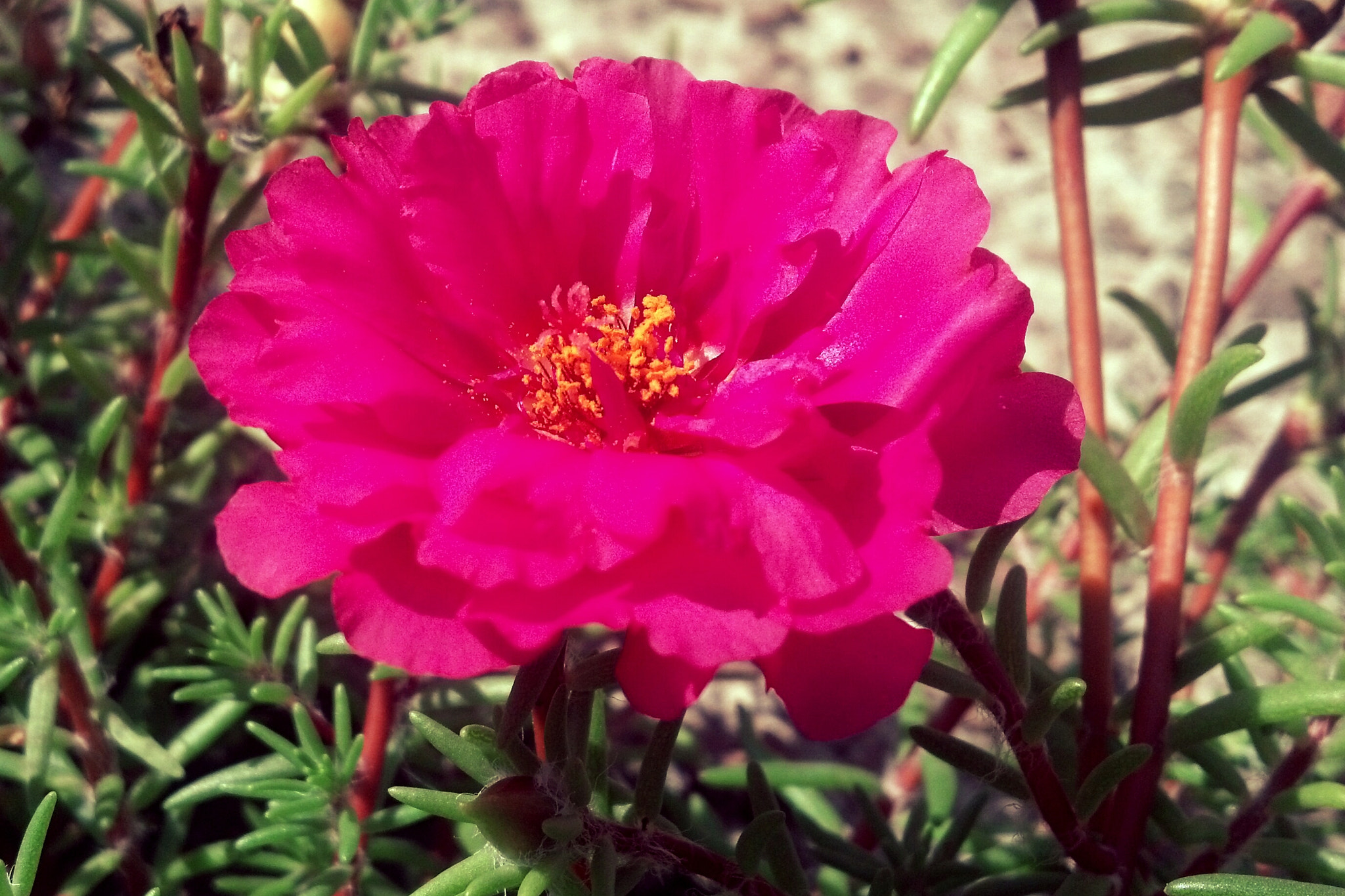 Motorola DROID RAZR sample photo