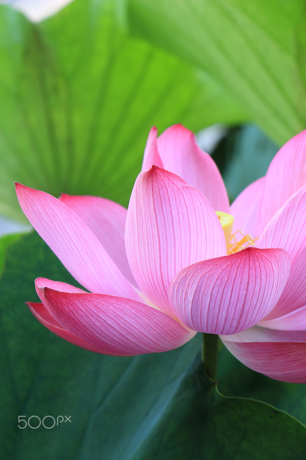 Canon EOS 700D (EOS Rebel T5i / EOS Kiss X7i) sample photo. A pink lotus flower photography
