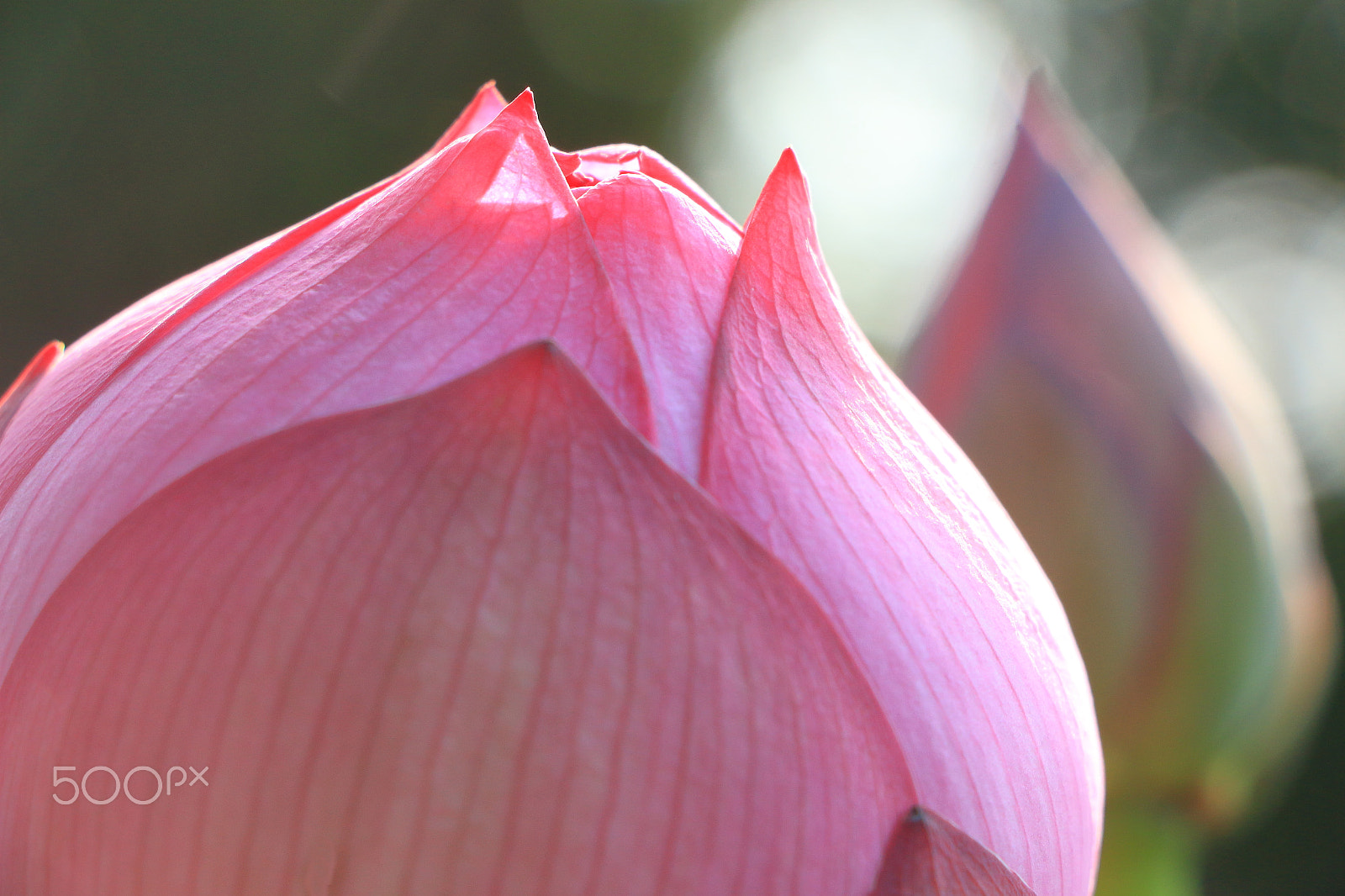 Canon EOS 700D (EOS Rebel T5i / EOS Kiss X7i) sample photo. A sbursting lotus bud photography