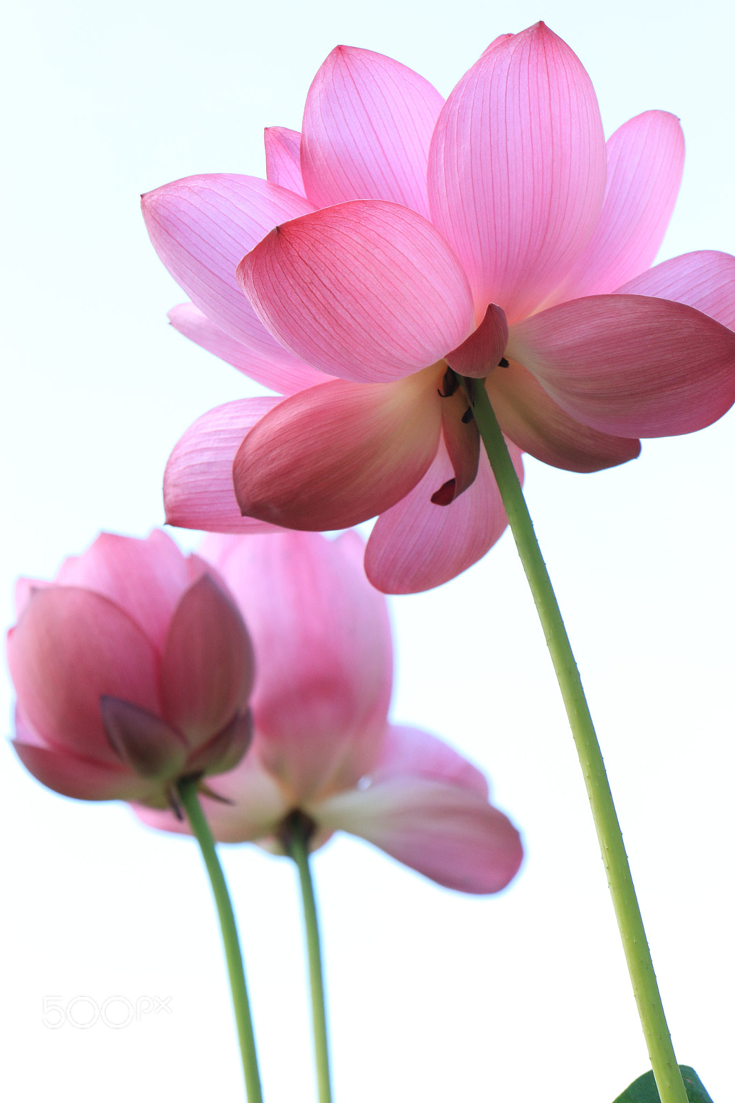 Canon EOS 700D (EOS Rebel T5i / EOS Kiss X7i) sample photo. Pink lotus flowers photography