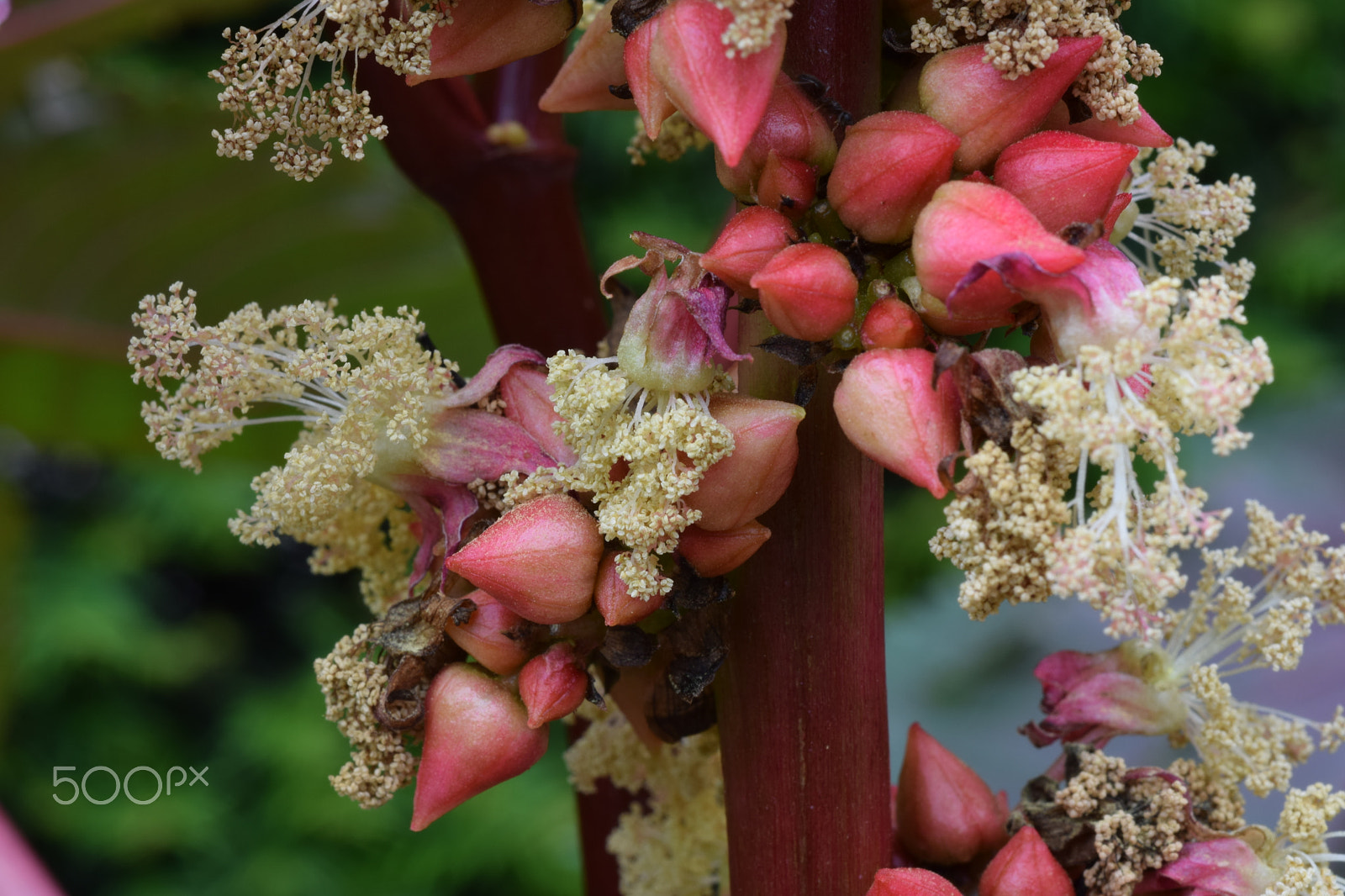 Nikon D3300 + Nikon AF Micro-Nikkor 60mm F2.8D sample photo. Buds and flowers photography