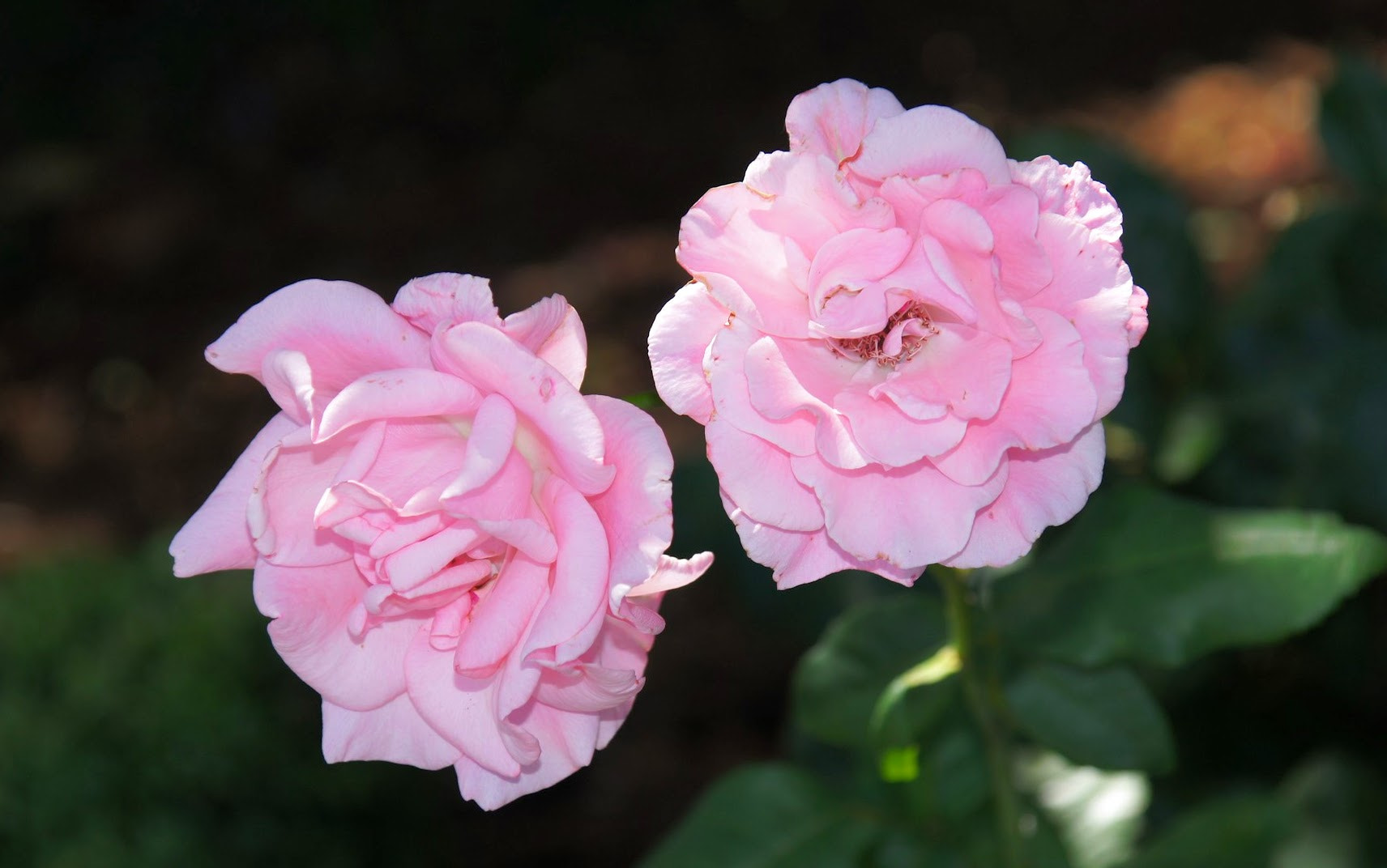 Sony DT 16-105mm F3.5-5.6 sample photo. Roses from ronda photography