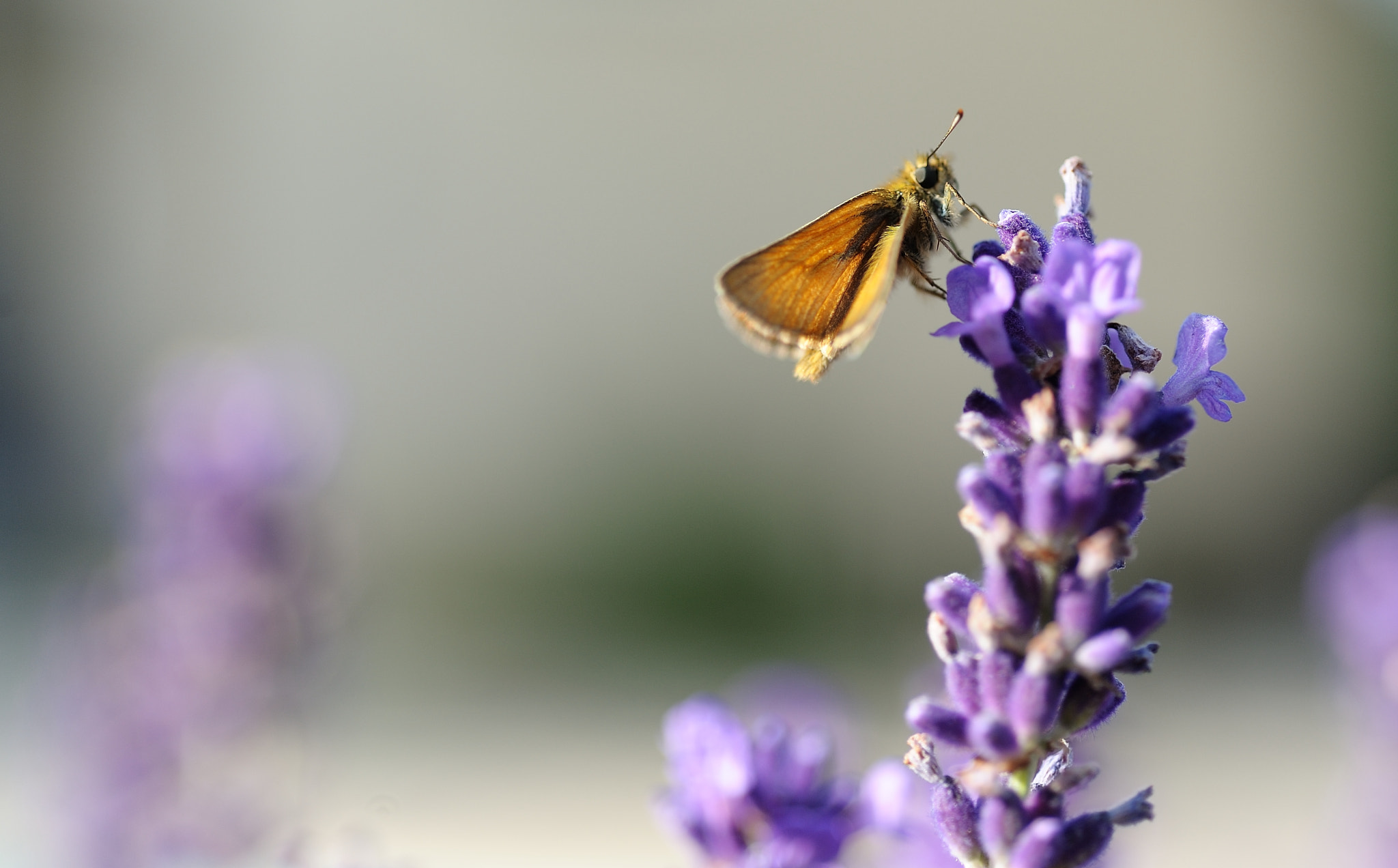 Nikon D3 + AF Micro-Nikkor 60mm f/2.8 sample photo. Butterfly photography