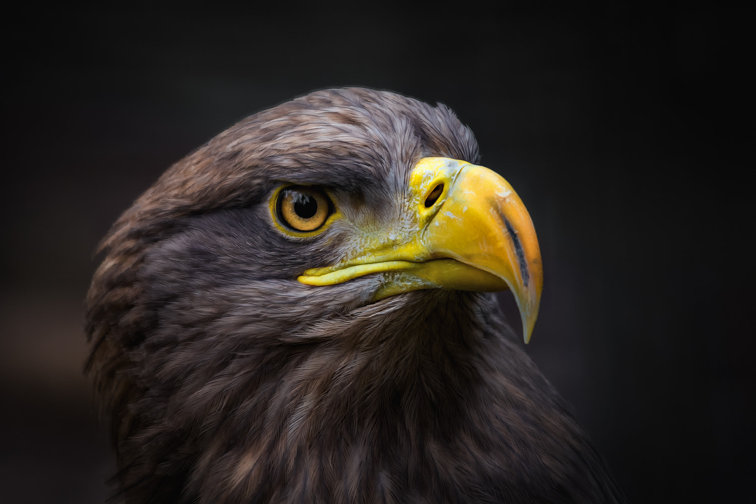 Sigma 120-400mm F4.5-5.6 DG OS HSM sample photo. Seeadler (haliaeetus albicilla) photography