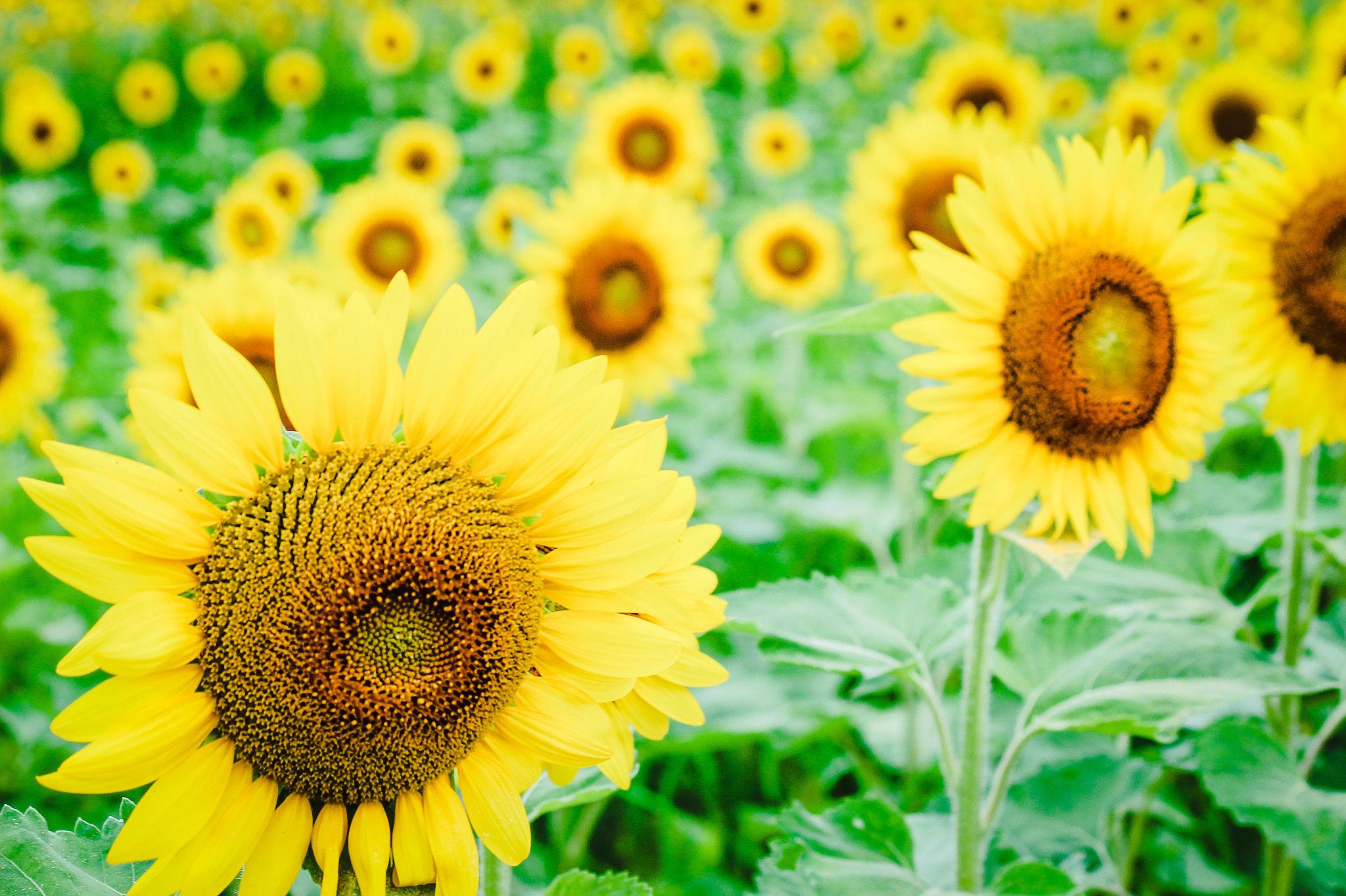 Canon EF-S 55-250mm F4-5.6 IS II sample photo. Sunflower photography