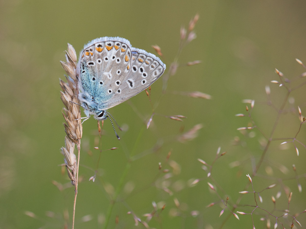 Sigma 150mm F2.8 EX DG OS Macro HSM sample photo. Common blue photography