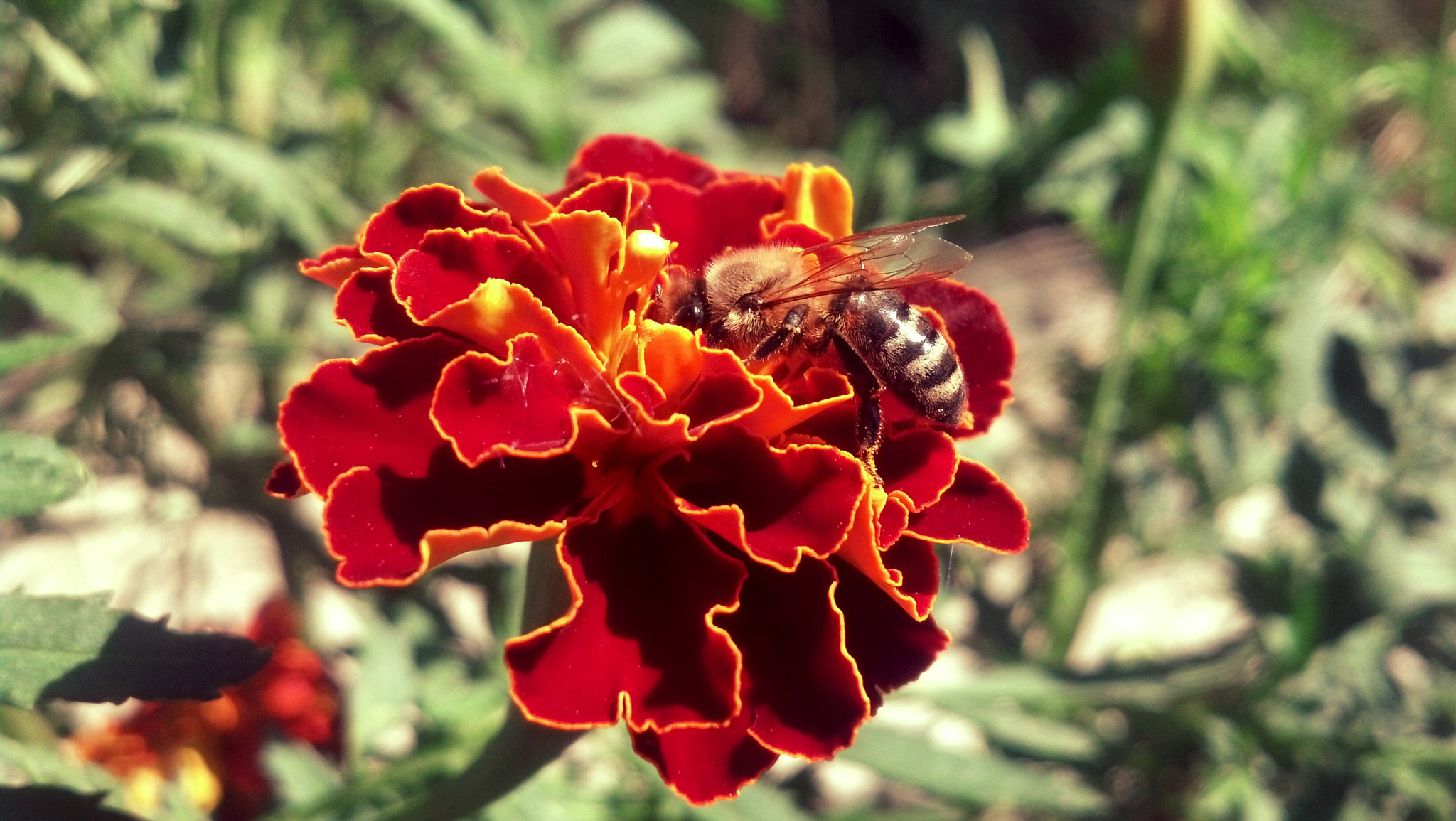 Motorola DROID RAZR sample photo