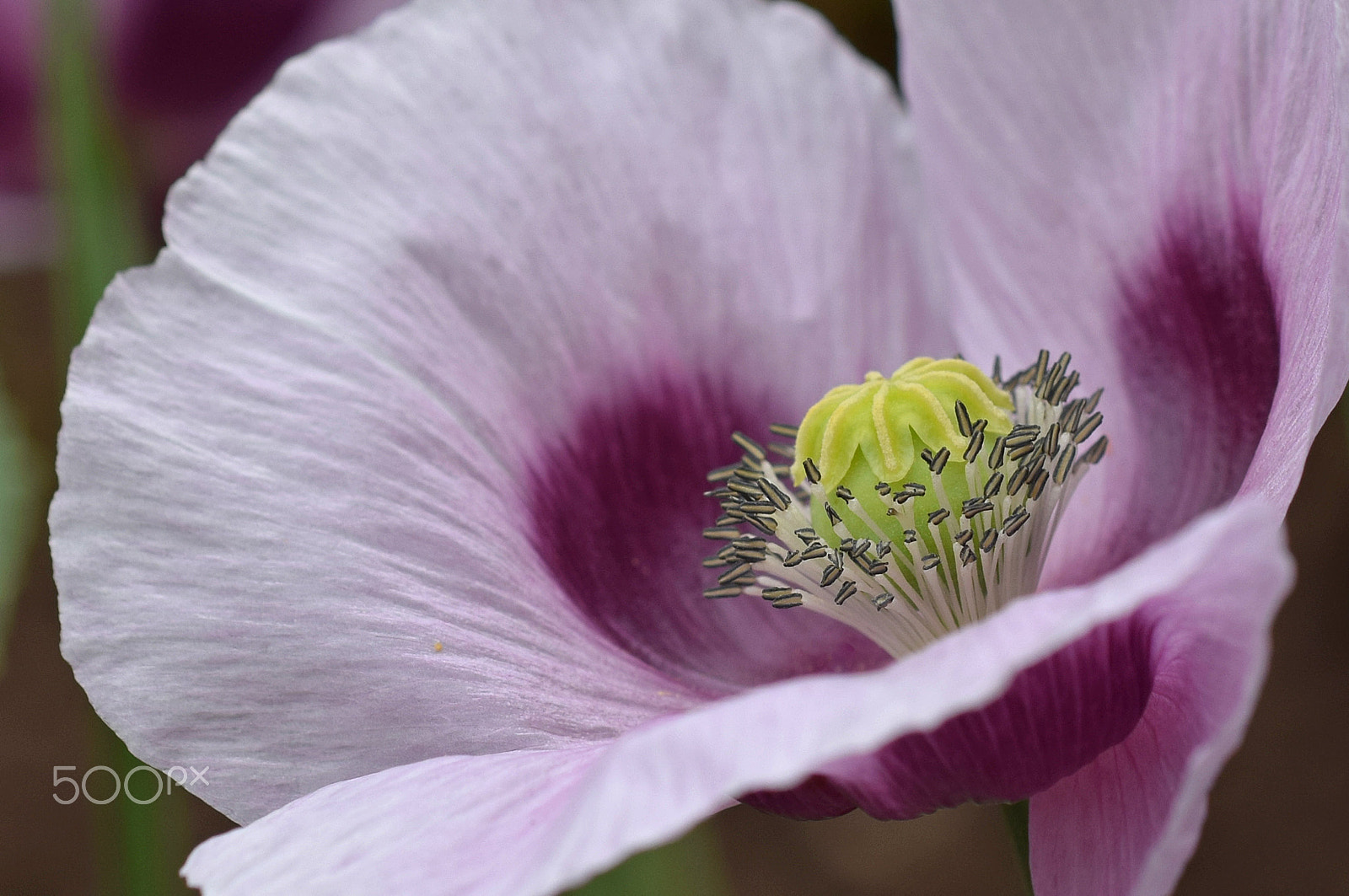 Nikon D3300 + Nikon AF Micro-Nikkor 60mm F2.8D sample photo. Purple-spotted poppy photography