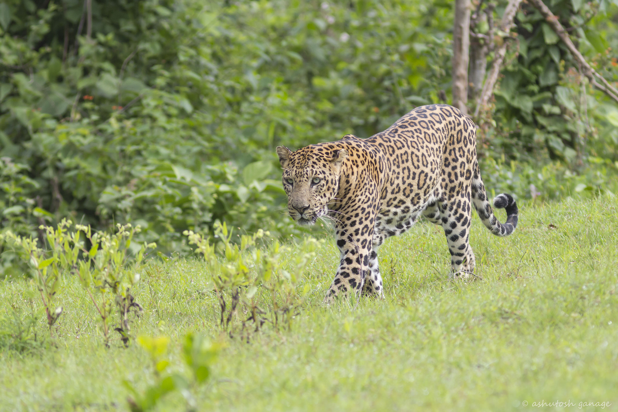 Canon EF 300mm F4L IS USM sample photo. The elusive..... photography