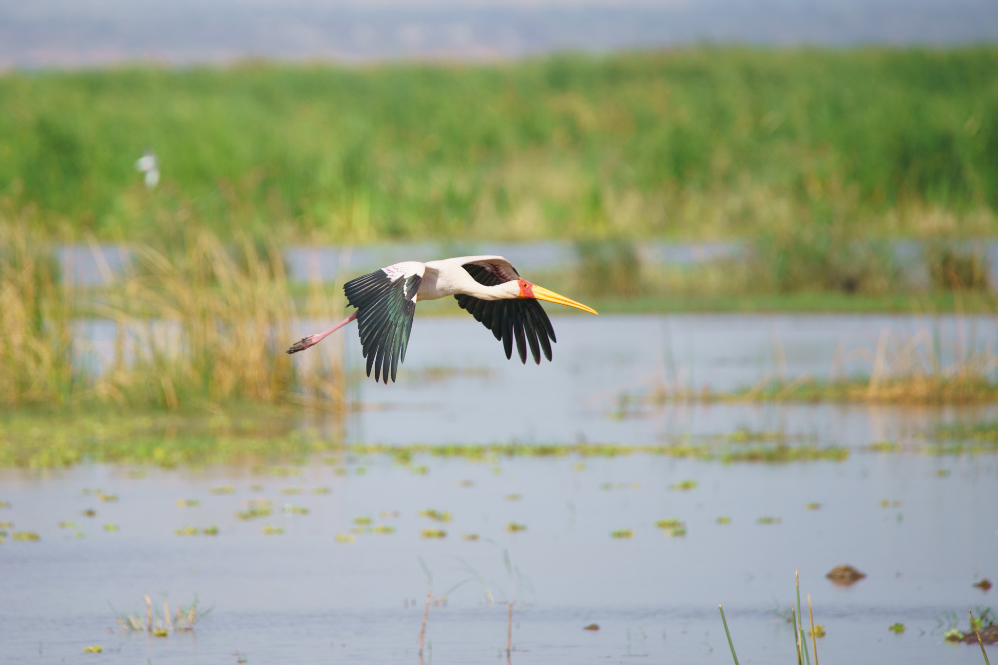 Sony a7R II + Tamron SP 150-600mm F5-6.3 Di VC USD sample photo. Yellow-billed stork photography