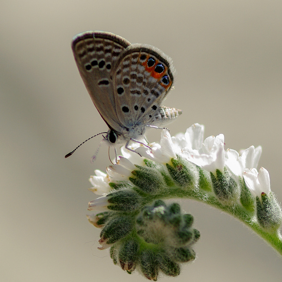 smc PENTAX-FA Macro 100mm F2.8 sample photo. Buterfly photography