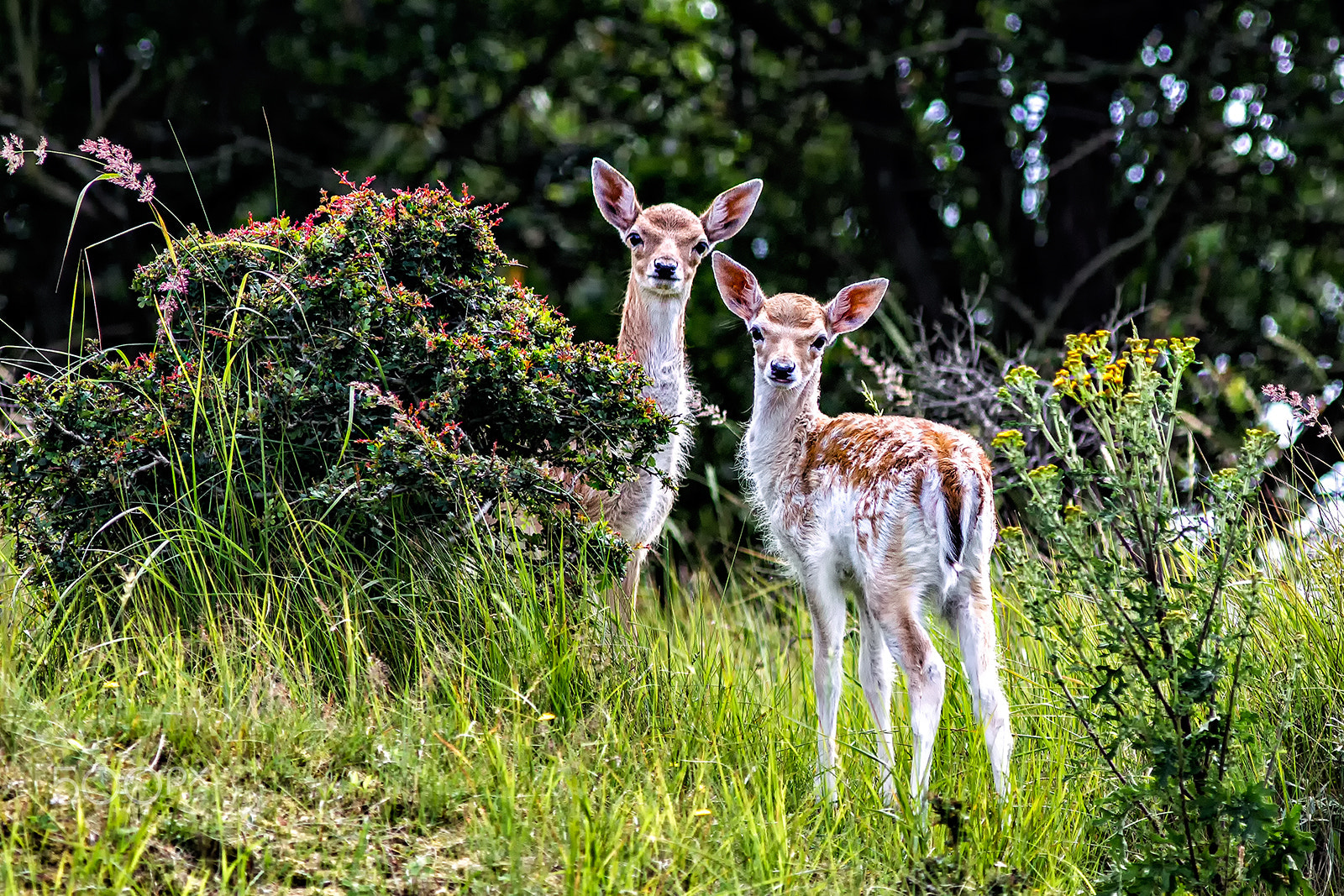 Canon EF 300mm F4L IS USM sample photo. Fallow deer photography