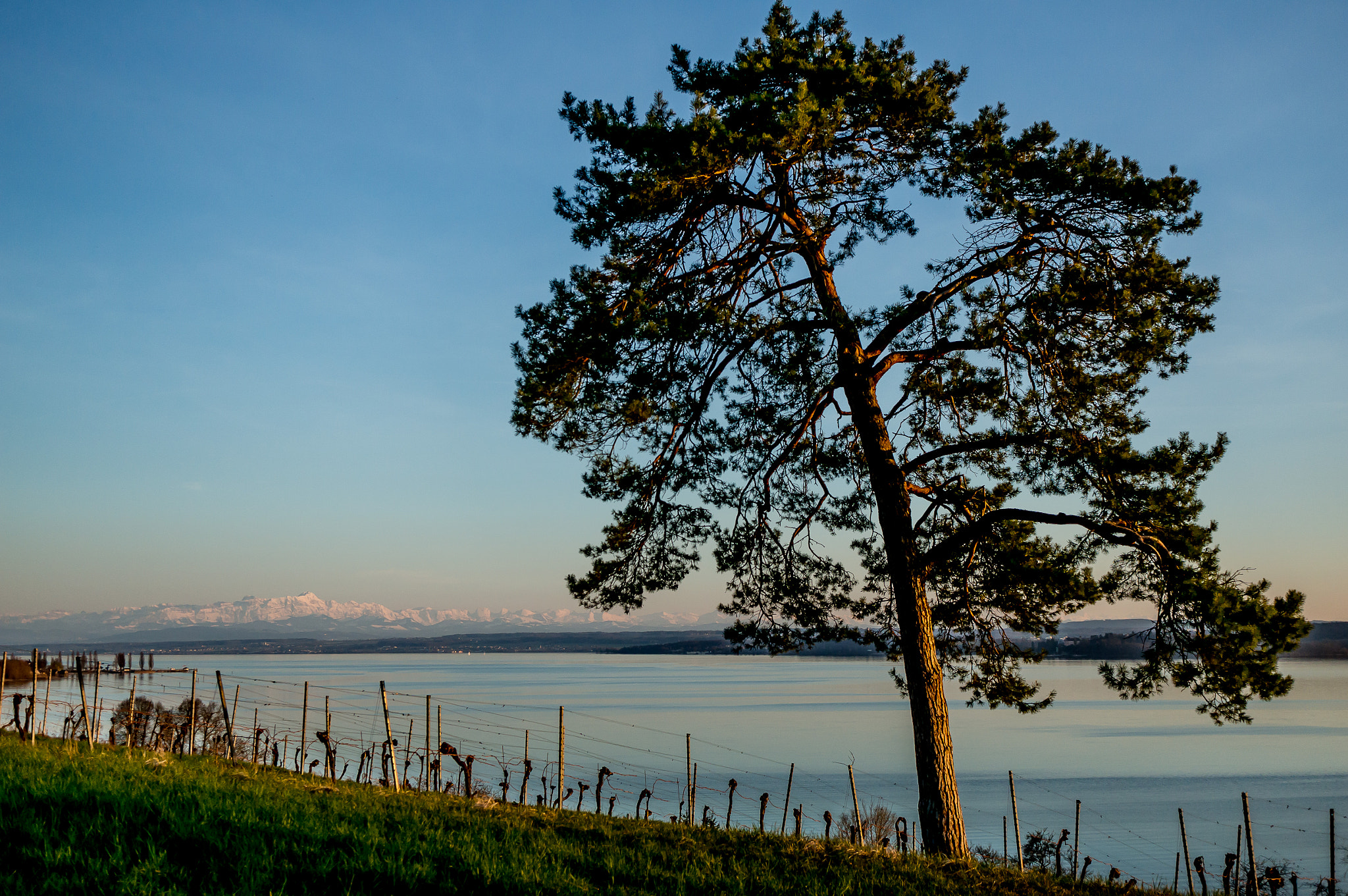Sony Alpha NEX-6 + Sony E 30mm F3.5 Macro sample photo. Sunset light at lake constance photography