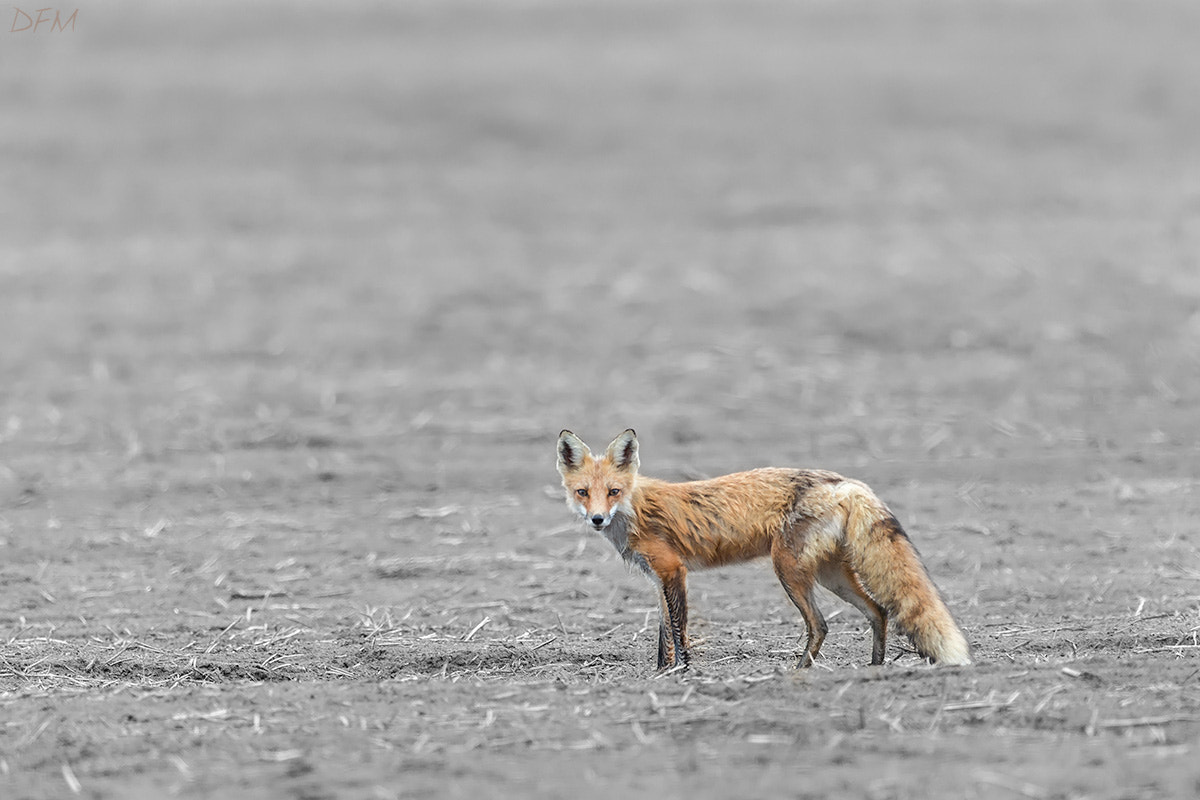 Nikon AF-S Nikkor 500mm F4D ED-IF II sample photo. Red fox photography