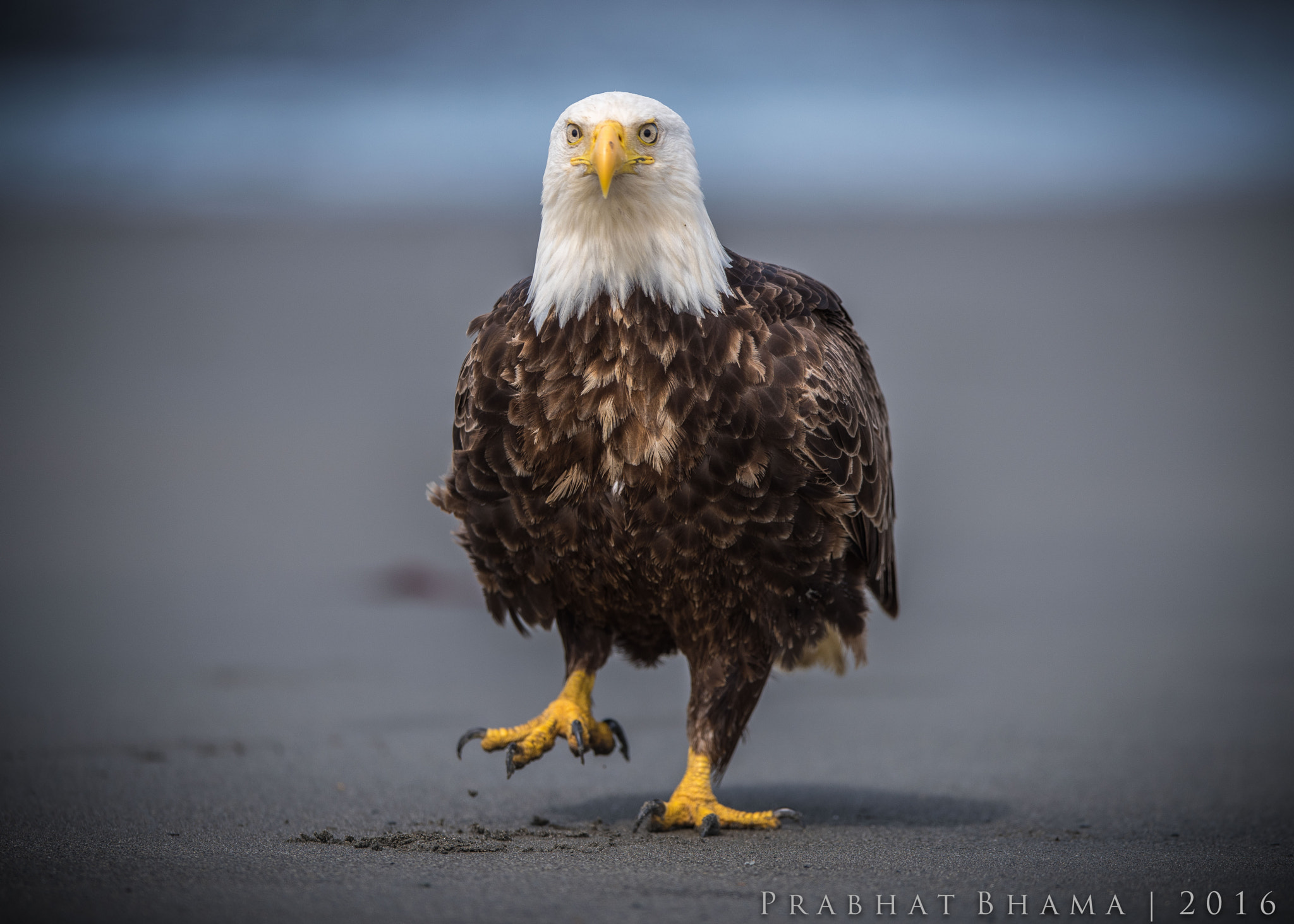 Nikon AF-S Nikkor 400mm F2.8E FL ED VR sample photo. Bald eagle photography