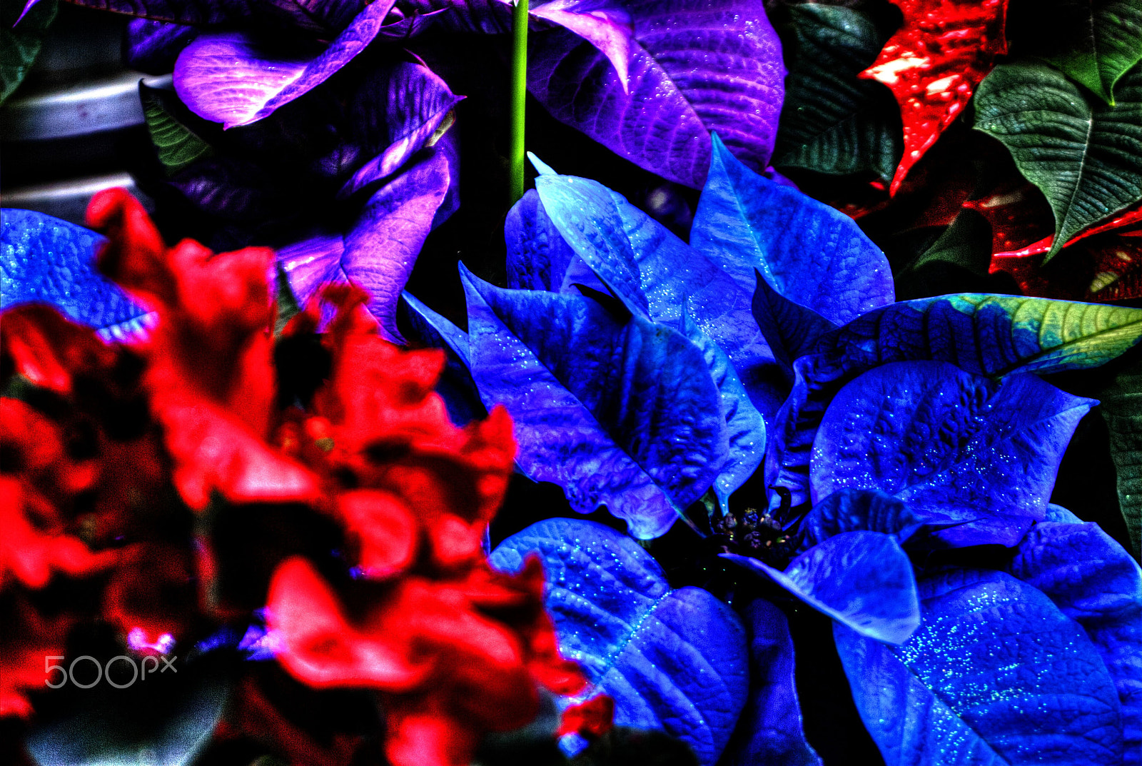 Nikon D200 sample photo. Foliage plant poinsettia photography