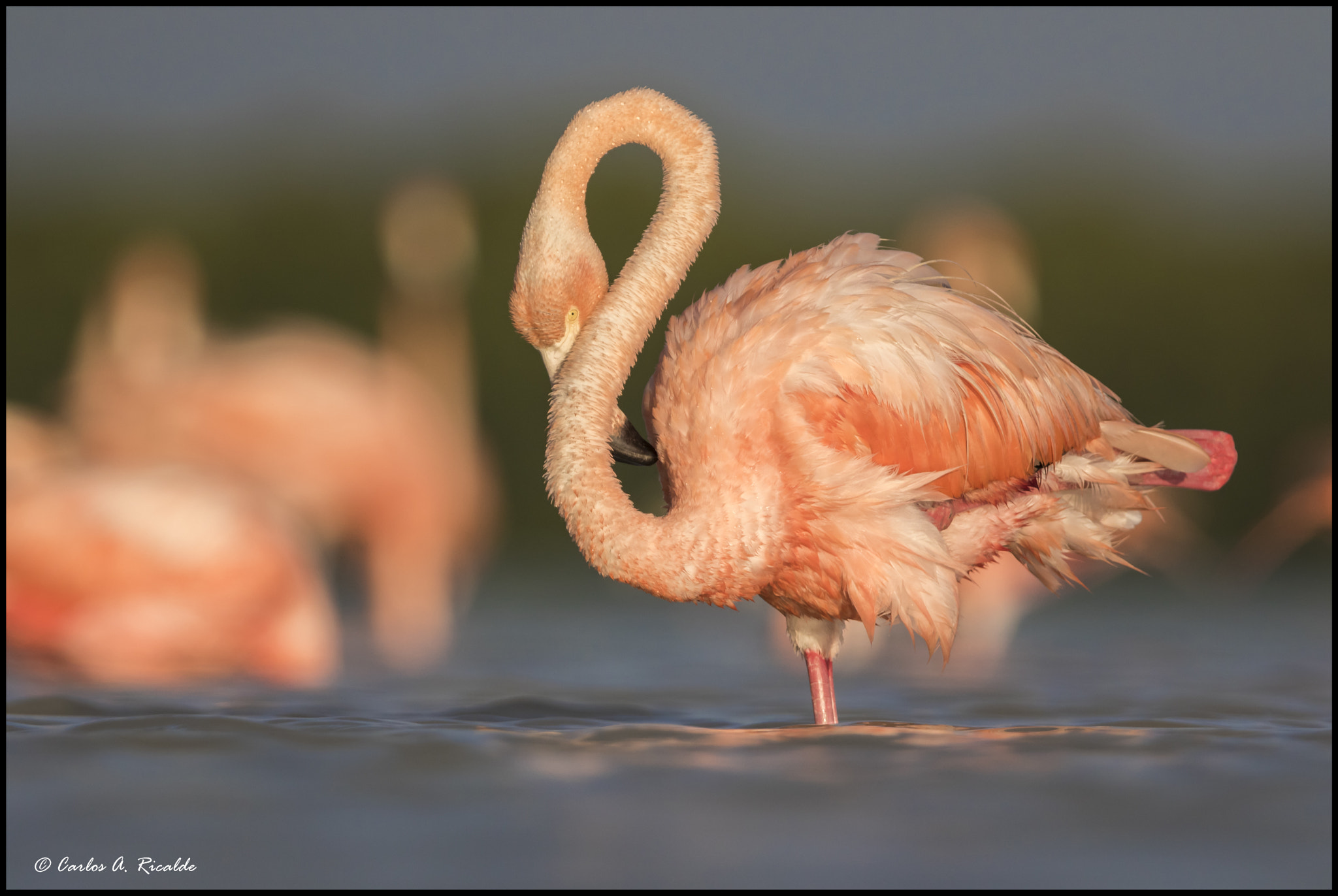 Canon EF 300mm F2.8L IS USM sample photo. Flamenco americano photography