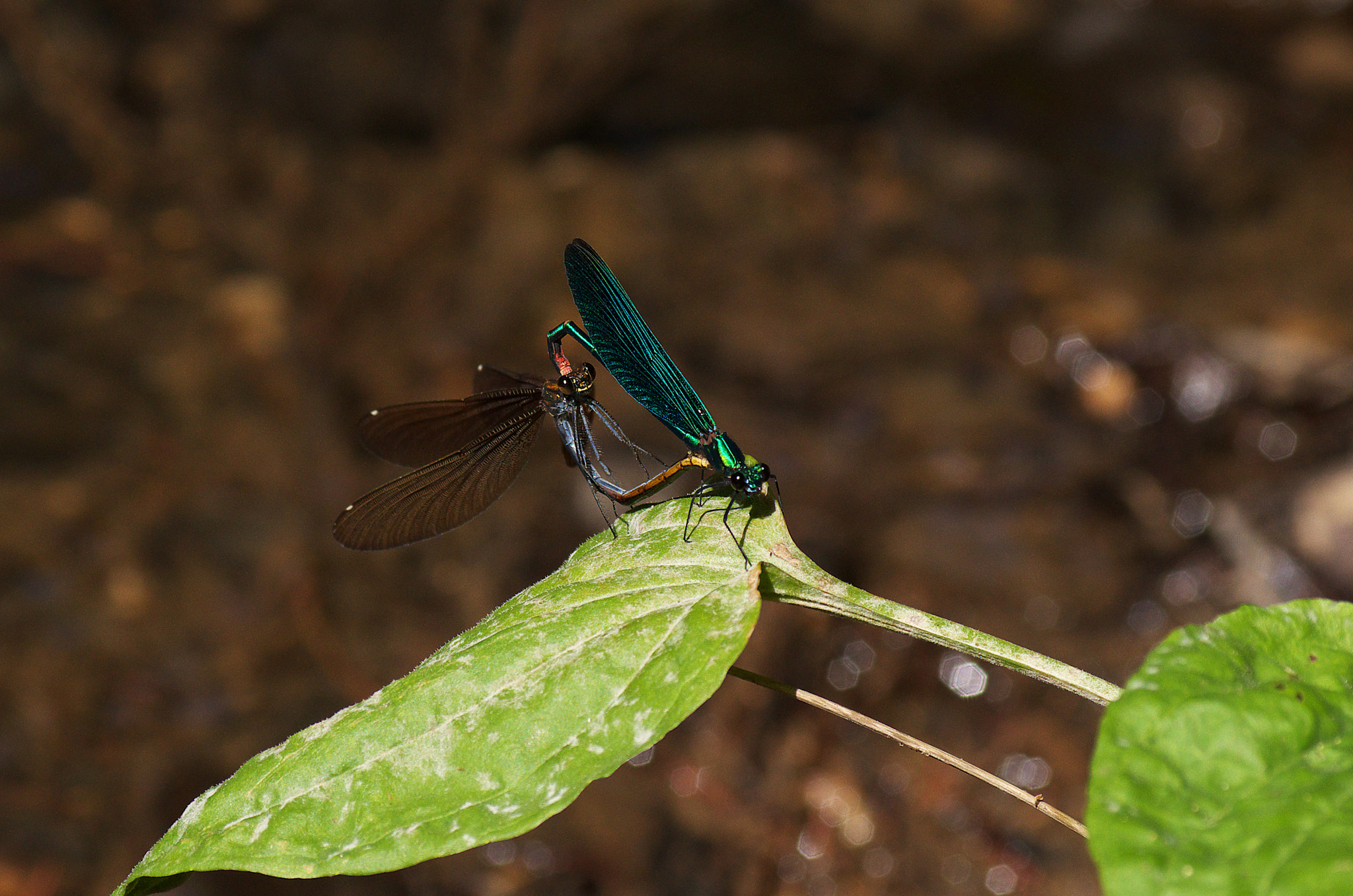 Pentax K-30 sample photo. Love is in the air photography