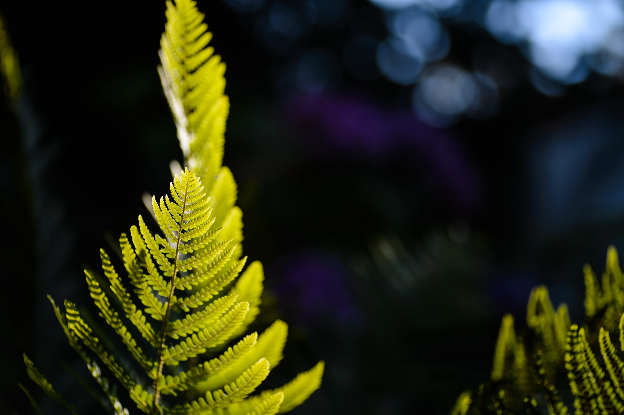 Nikon Df sample photo. Fern photography