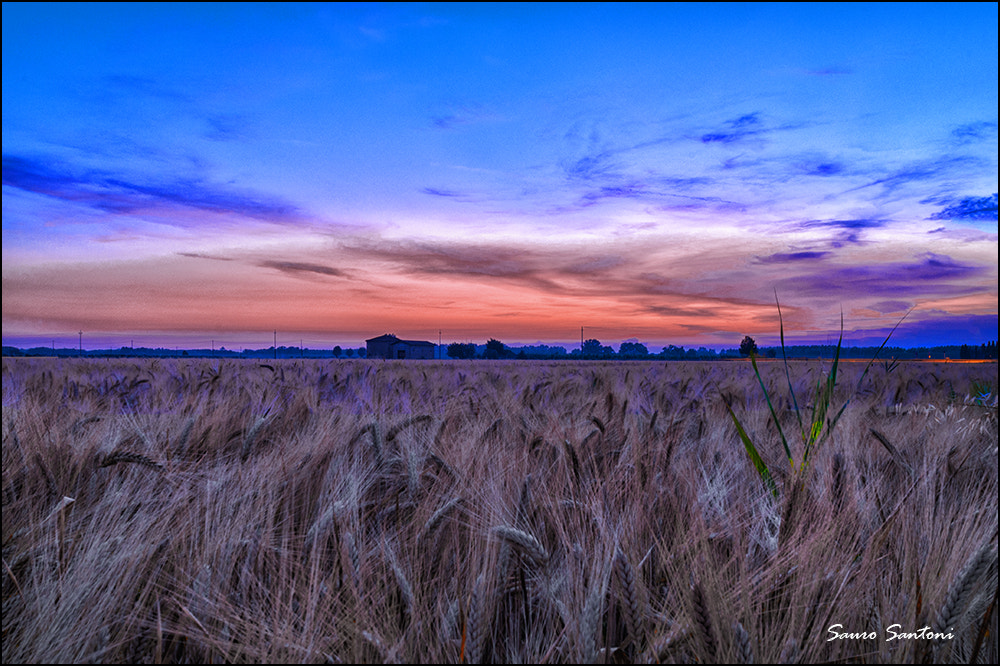 Nikon D300S sample photo. Il grano al tramonto photography