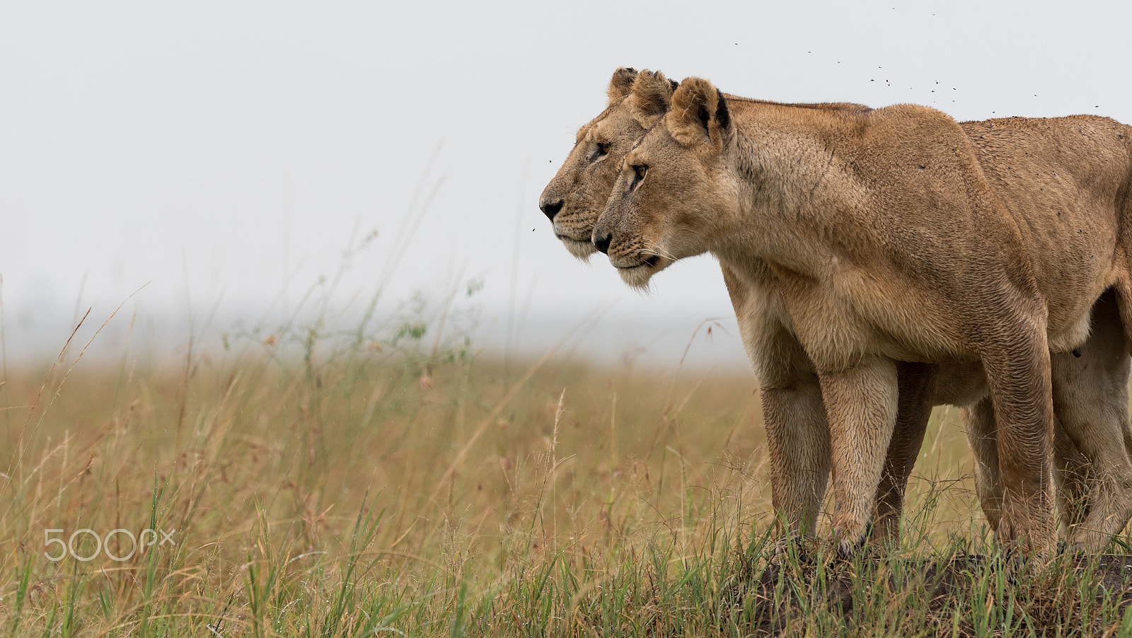 Nikon AF-S Nikkor 300mm F2.8G ED VR II sample photo. Lionesses in the masai mara photography
