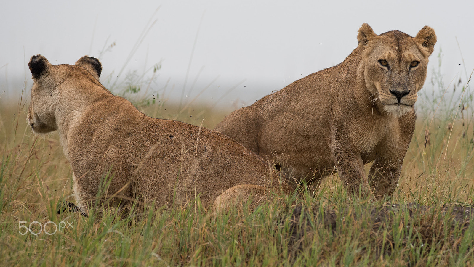 Nikon D750 + Nikon AF-S Nikkor 300mm F2.8G ED VR II sample photo. Lionesses in the masai mara photography