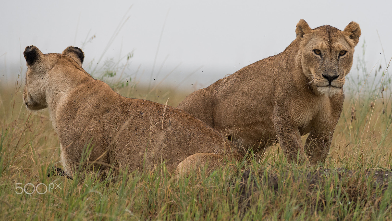 Nikon AF-S Nikkor 300mm F2.8G ED VR II sample photo. Lionesses in the masai mara photography