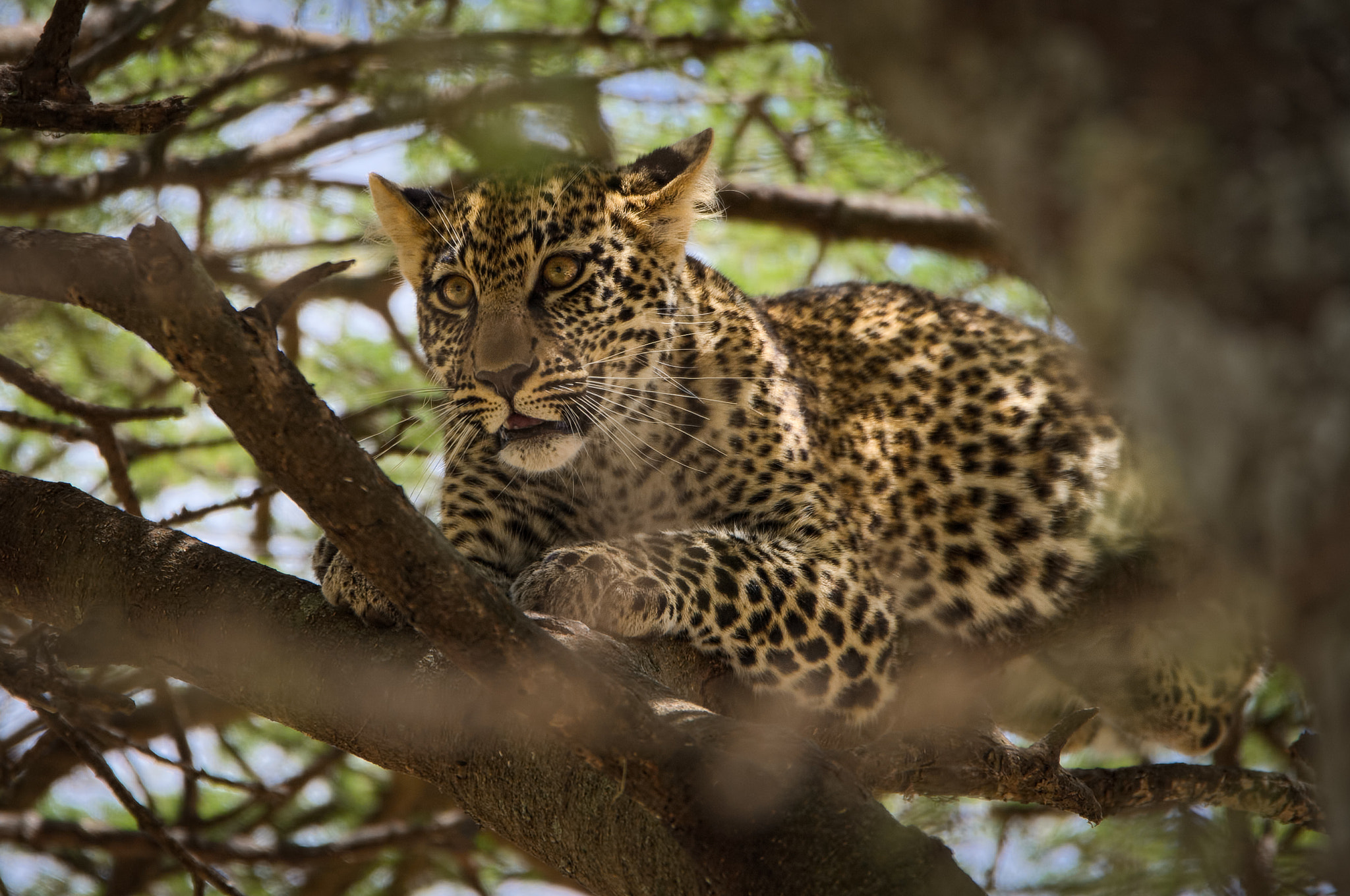 Sigma 150-600mm F5-6.3 DG OS HSM | S sample photo. Leopard photography