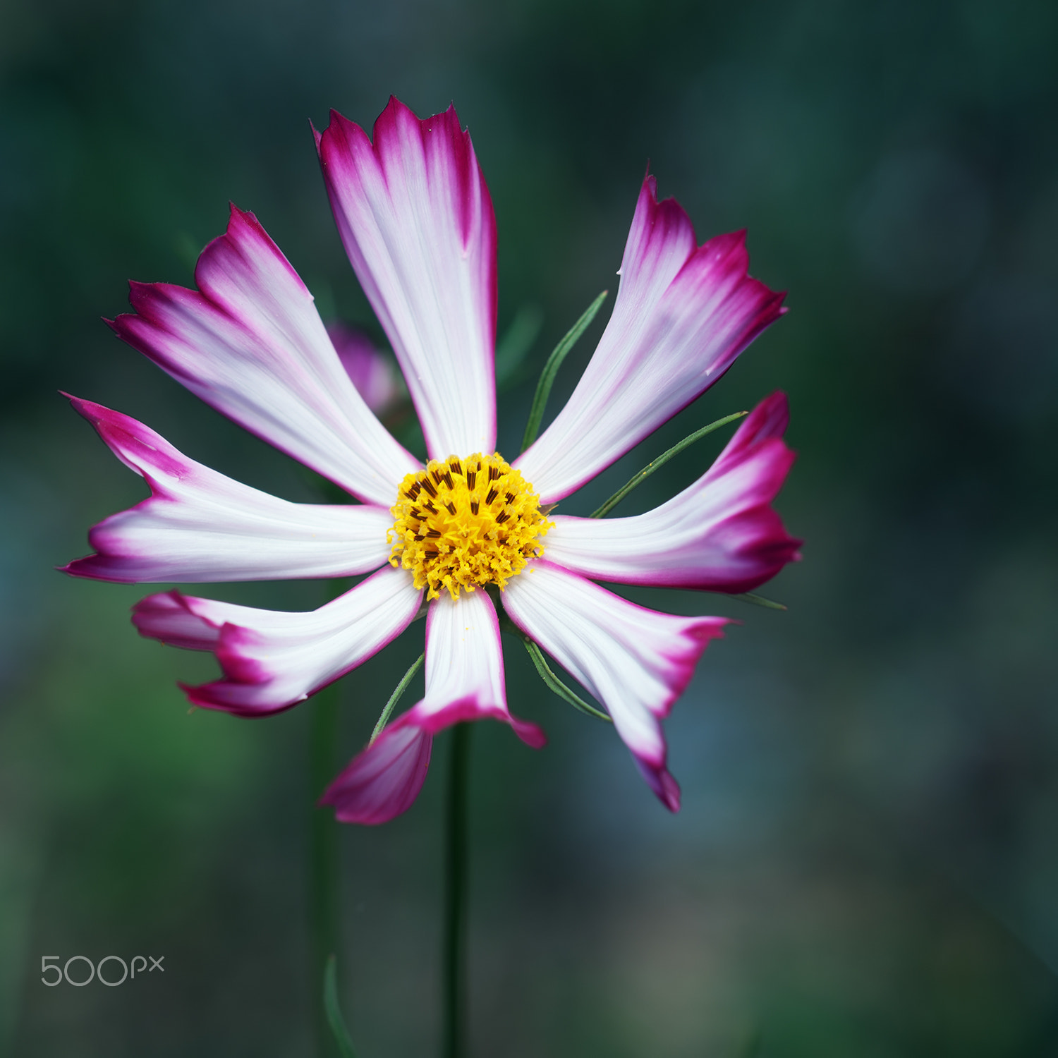 Sony a99 II + Sony 100mm F2.8 Macro sample photo. Garden cosmos photography