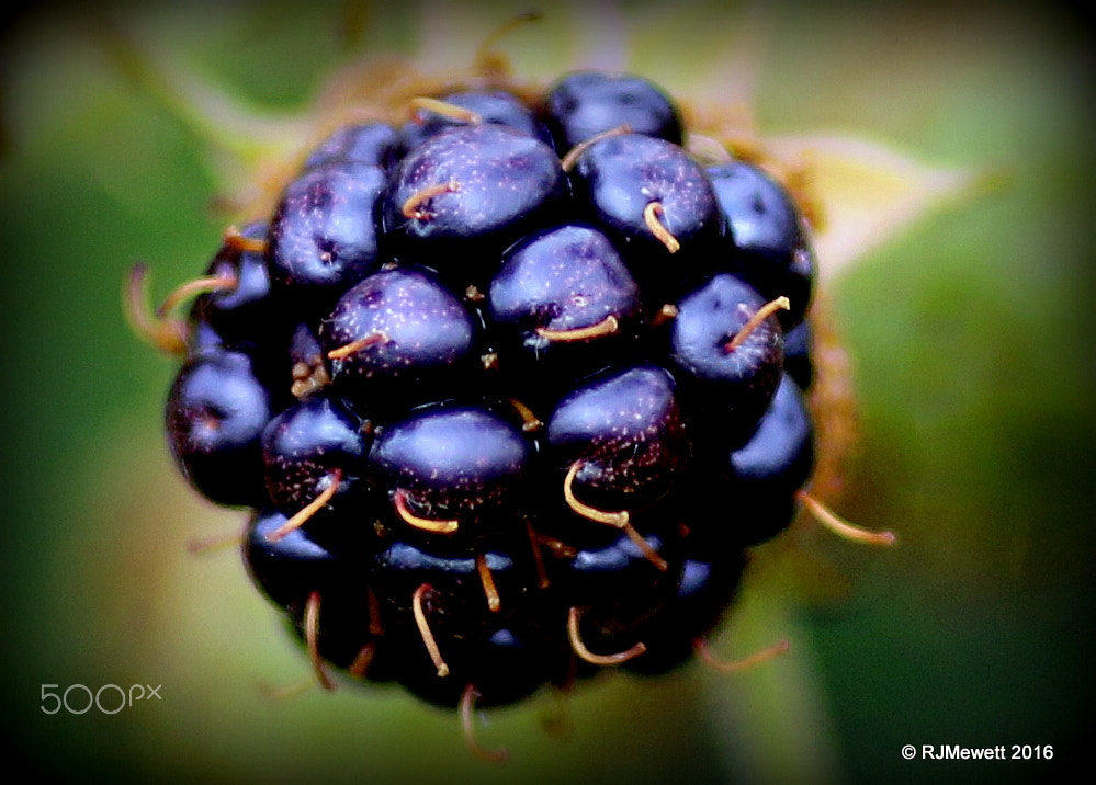 Canon EOS 70D + Canon EF 135mm F2L USM sample photo. Ripe blackberry photography