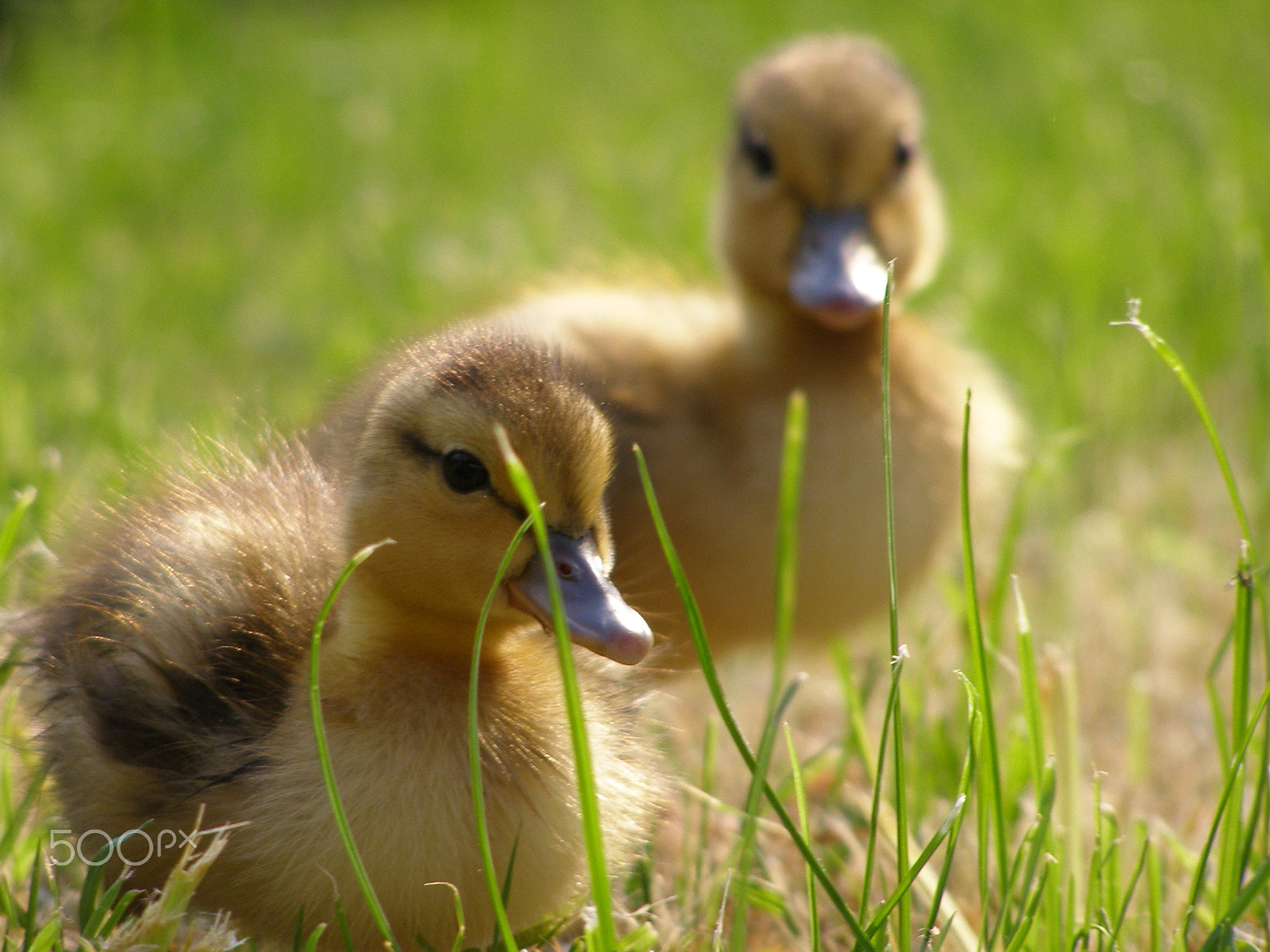 Olympus SP500UZ sample photo. Two duck chicks photography