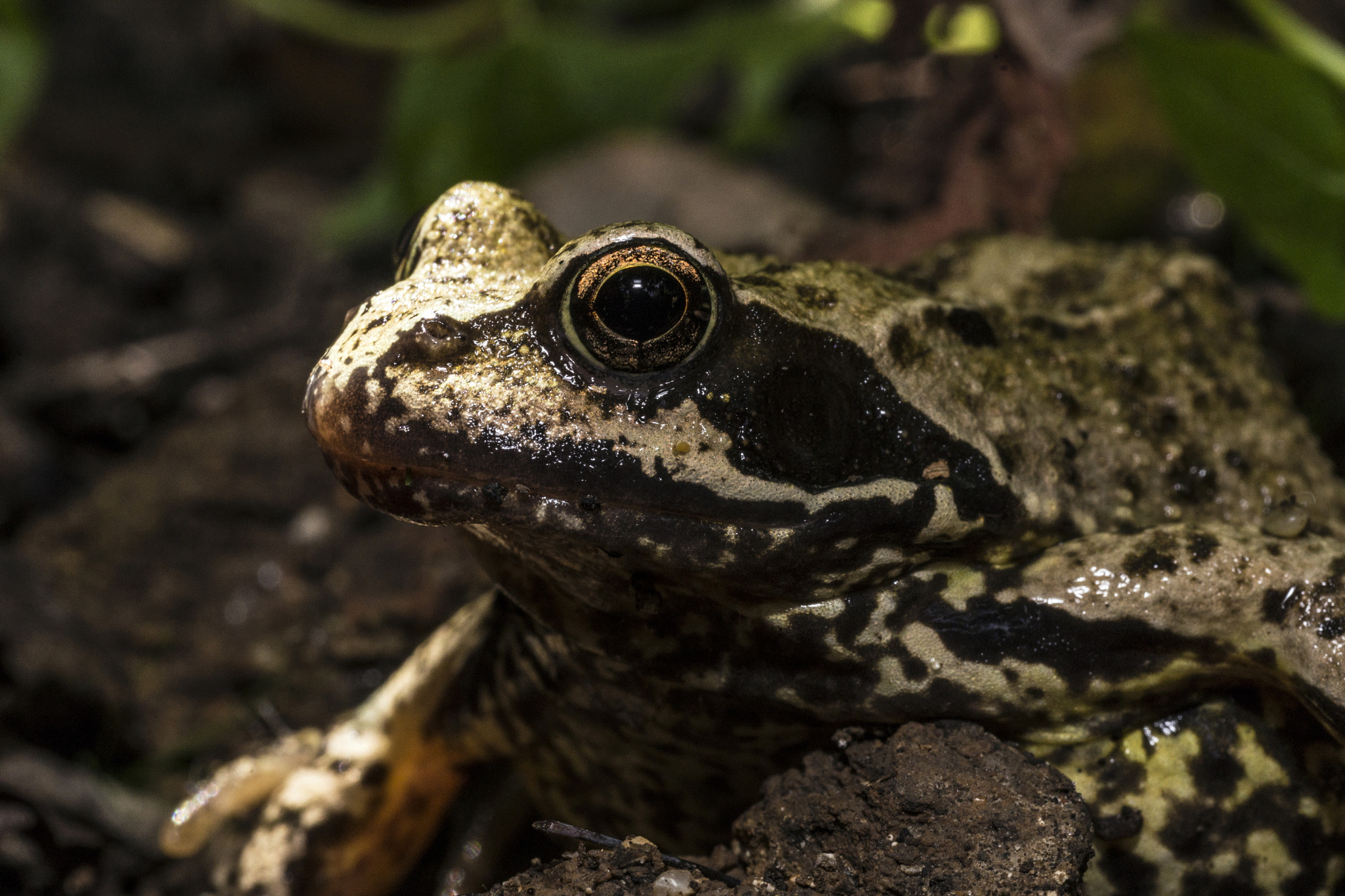 Sony a99 II + Sigma 70mm F2.8 EX DG Macro sample photo. "hello frog!" photography