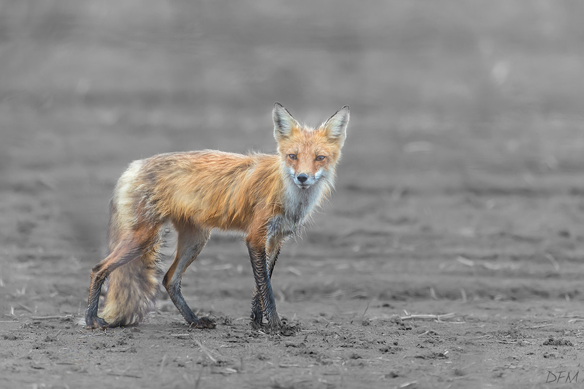 Nikon AF-S Nikkor 500mm F4D ED-IF II sample photo. Red fox photography