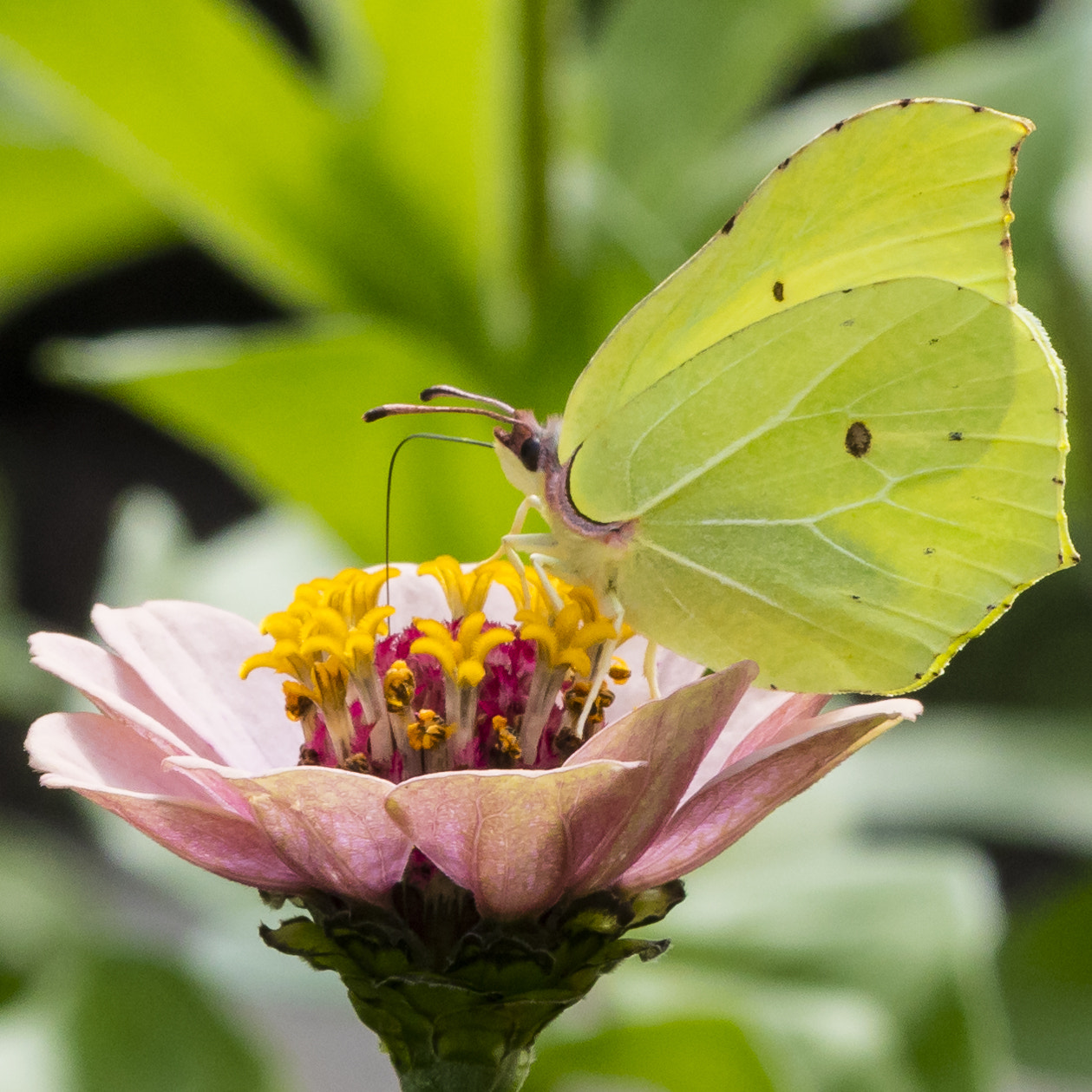 Canon EF 100mm F2.8 Macro USM sample photo. Flower and butterfly photography