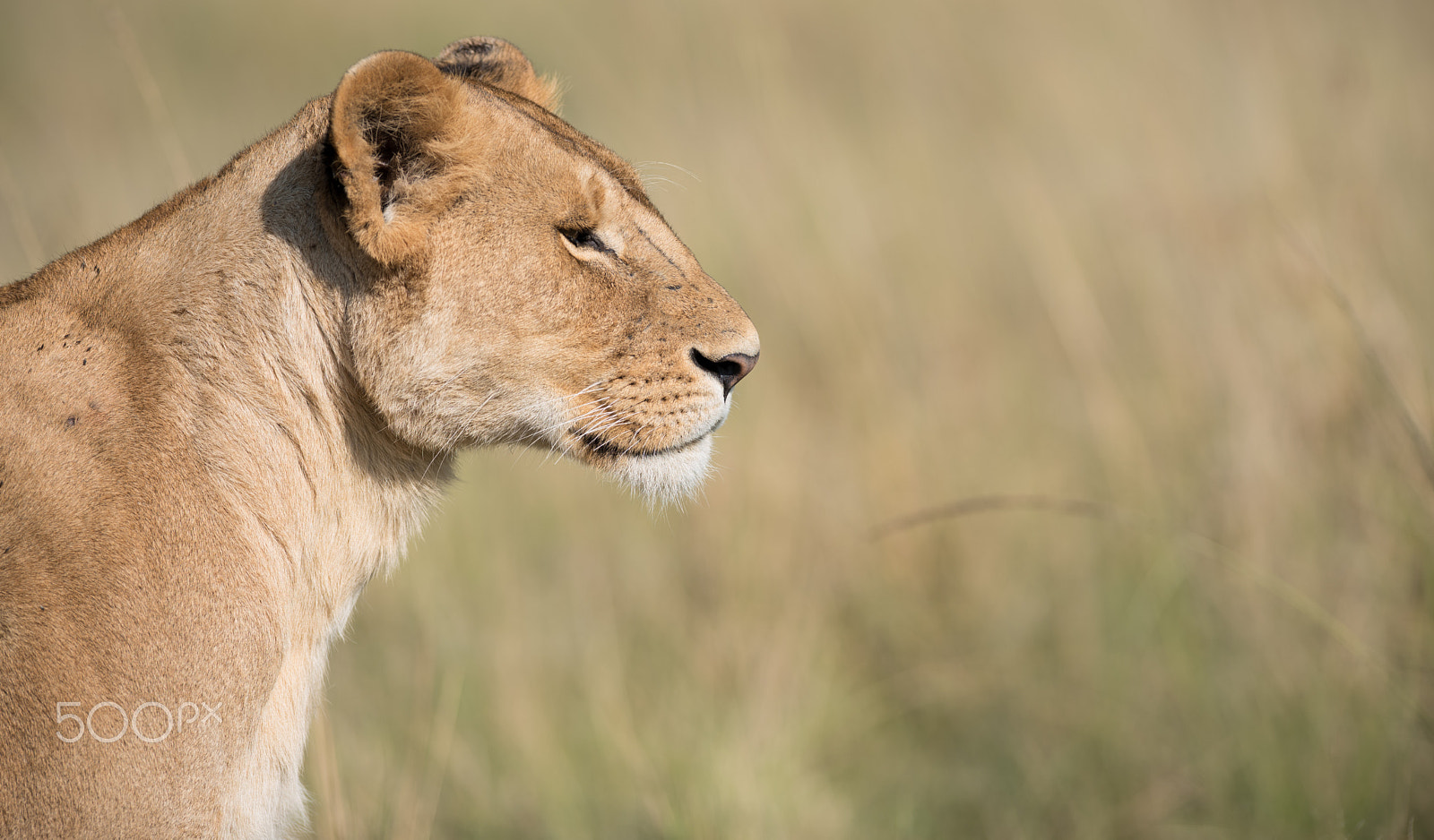 Nikon AF-S Nikkor 300mm F2.8G ED VR II sample photo. Faraway gaze photography