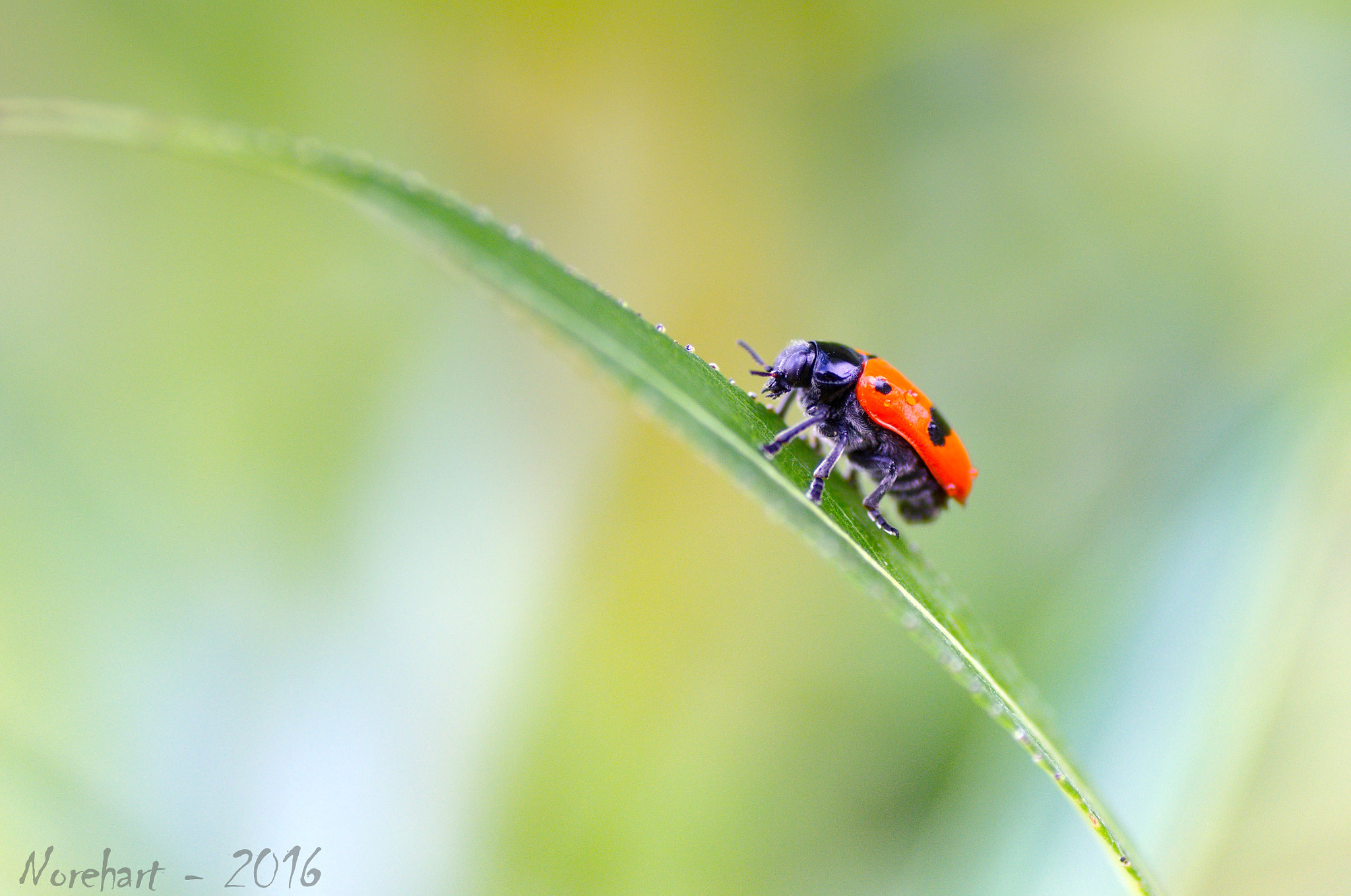 Tamron SP AF 90mm F2.8 Di Macro sample photo. The bridge (2) photography