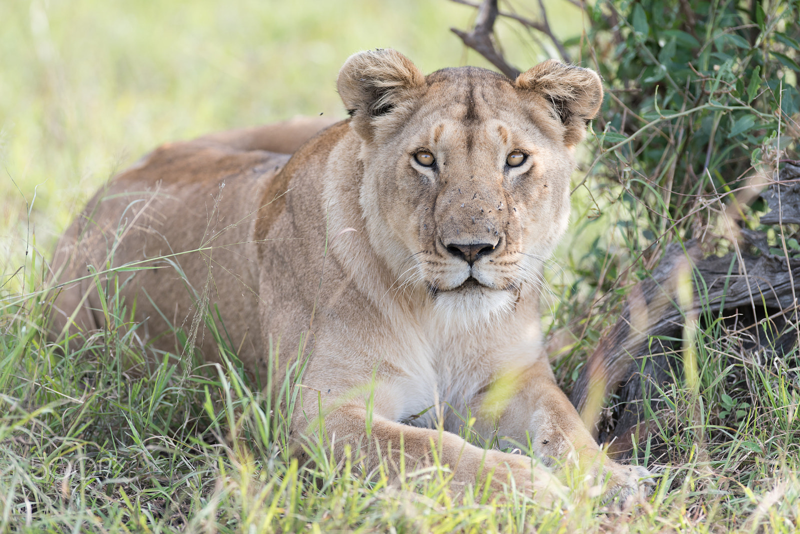 Nikon AF-S Nikkor 300mm F2.8G ED VR II sample photo. Before the hunt photography