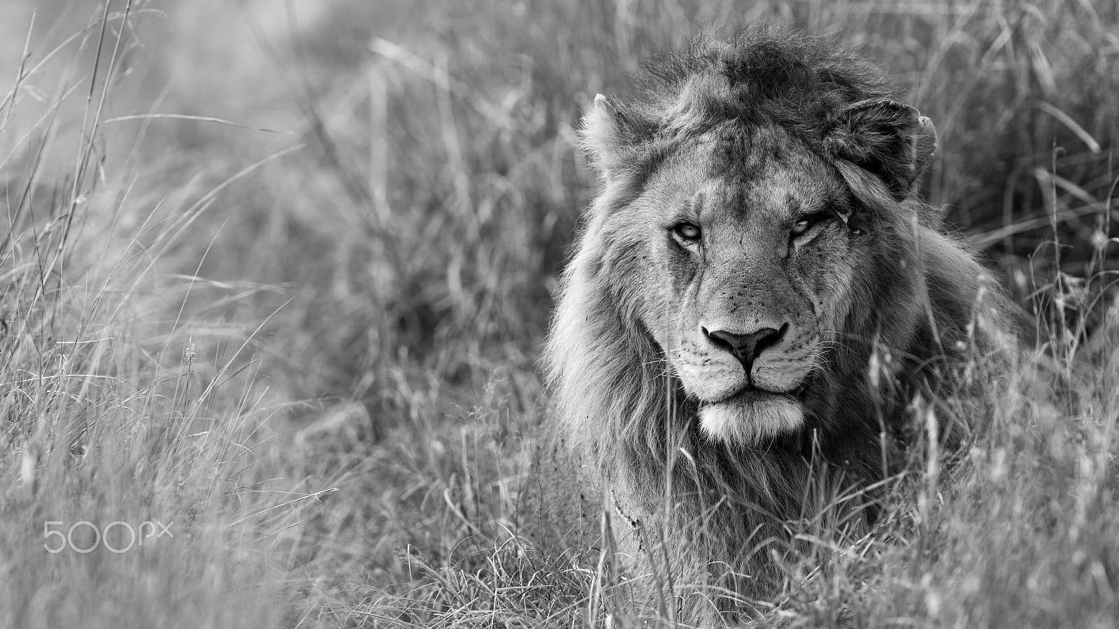 Nikon AF-S Nikkor 300mm F2.8G ED VR II sample photo. By the road photography