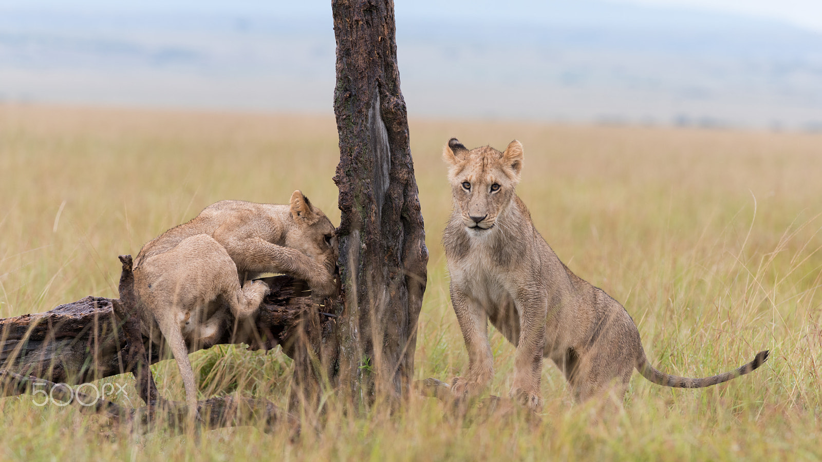 Nikon AF-S Nikkor 300mm F2.8G ED VR II sample photo. Cubs playtime photography