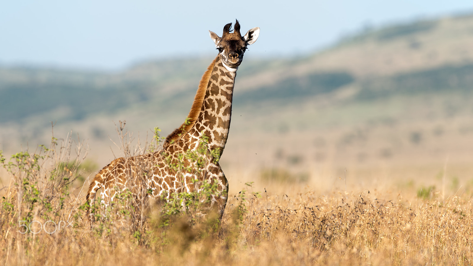 Nikon AF-S Nikkor 300mm F2.8G ED VR II sample photo. Babygiraff photography