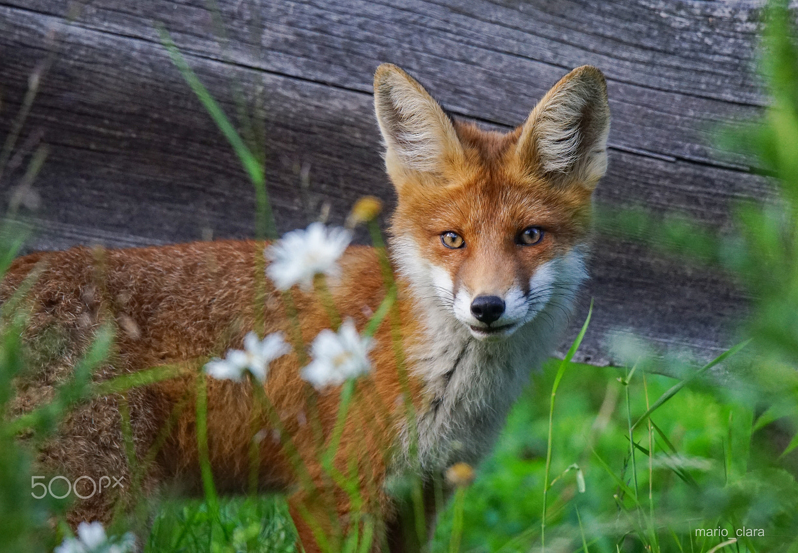 Sony a7 II + Tamron SP 150-600mm F5-6.3 Di VC USD sample photo. Fox with daisies photography