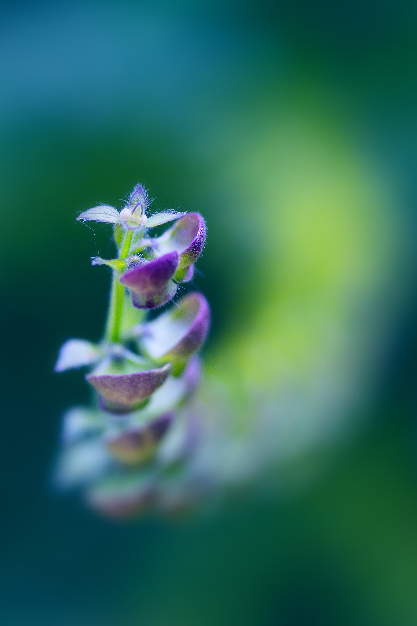 Sony a99 II + Tamron SP AF 90mm F2.8 Di Macro sample photo. Winding photography